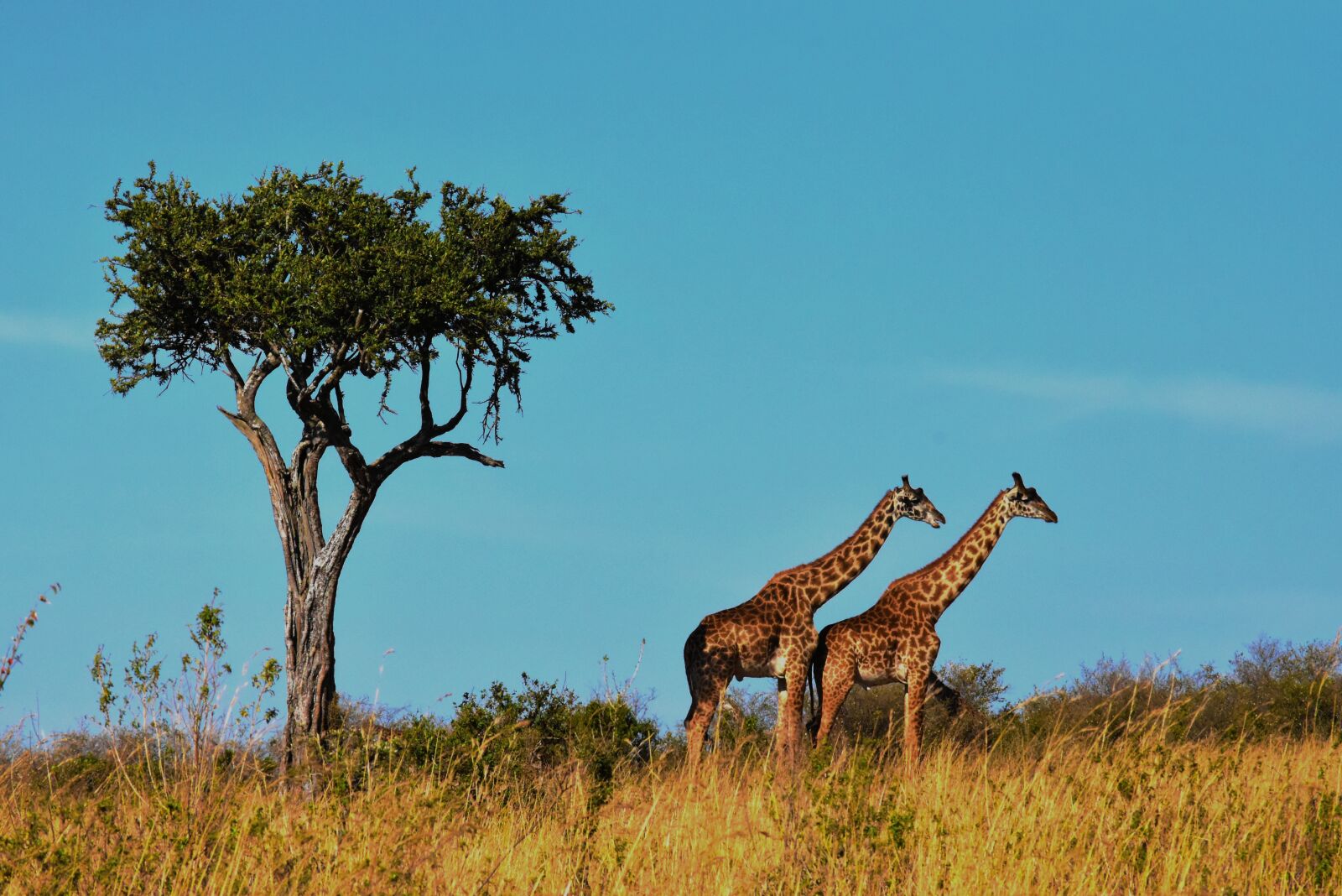 Nikon D5500 sample photo. Wildlife, africa, tanzania photography