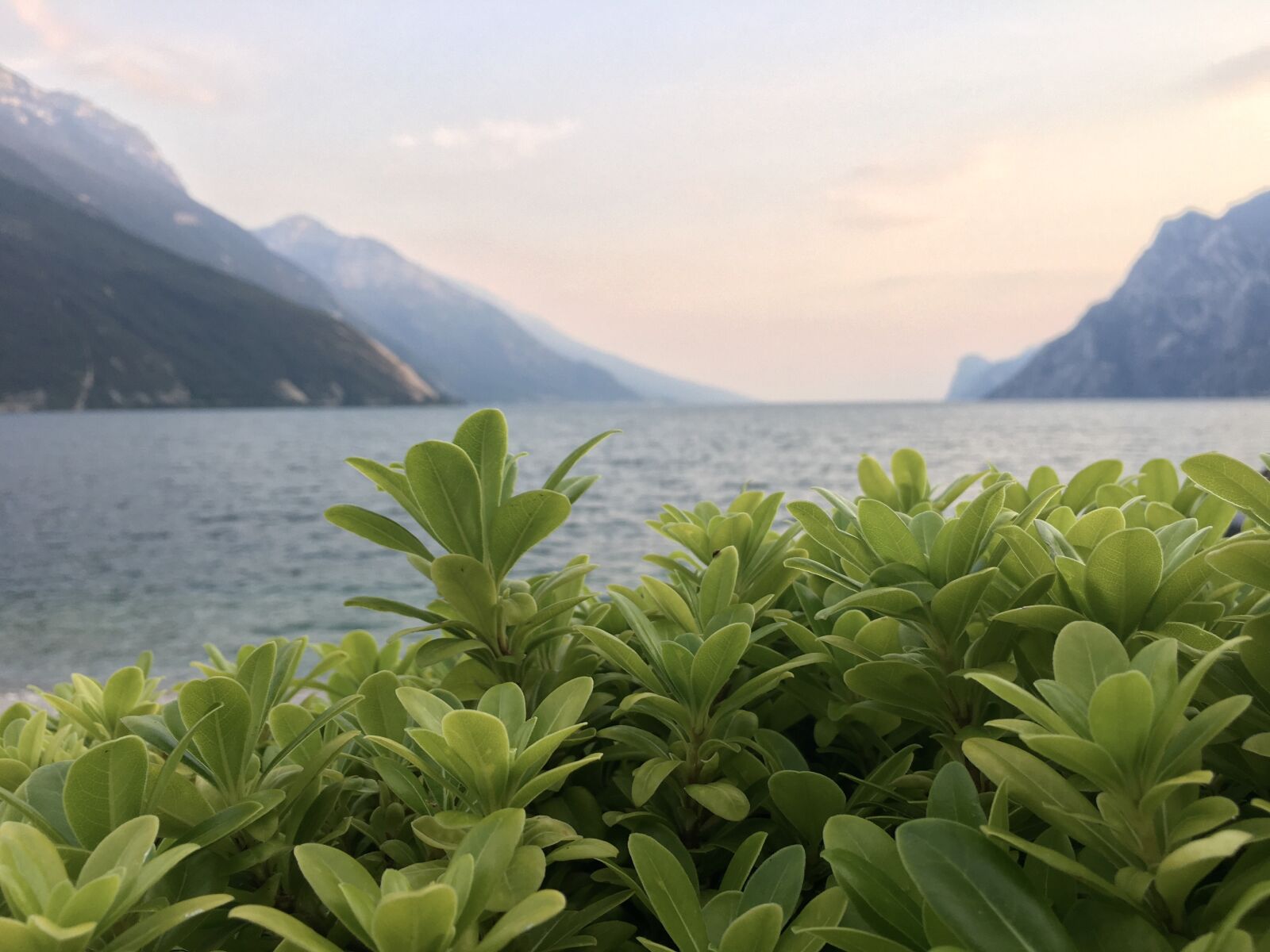 Apple iPhone 6s sample photo. Nature, garda, hotel photography