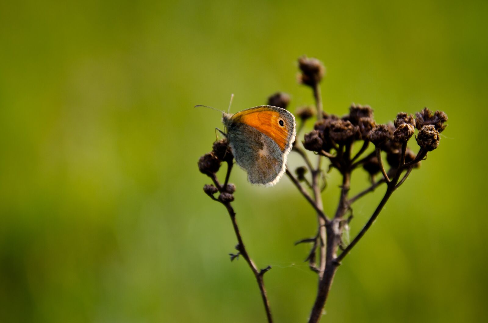 Nikon D7000 sample photo. Butterfly, sun, nature photography
