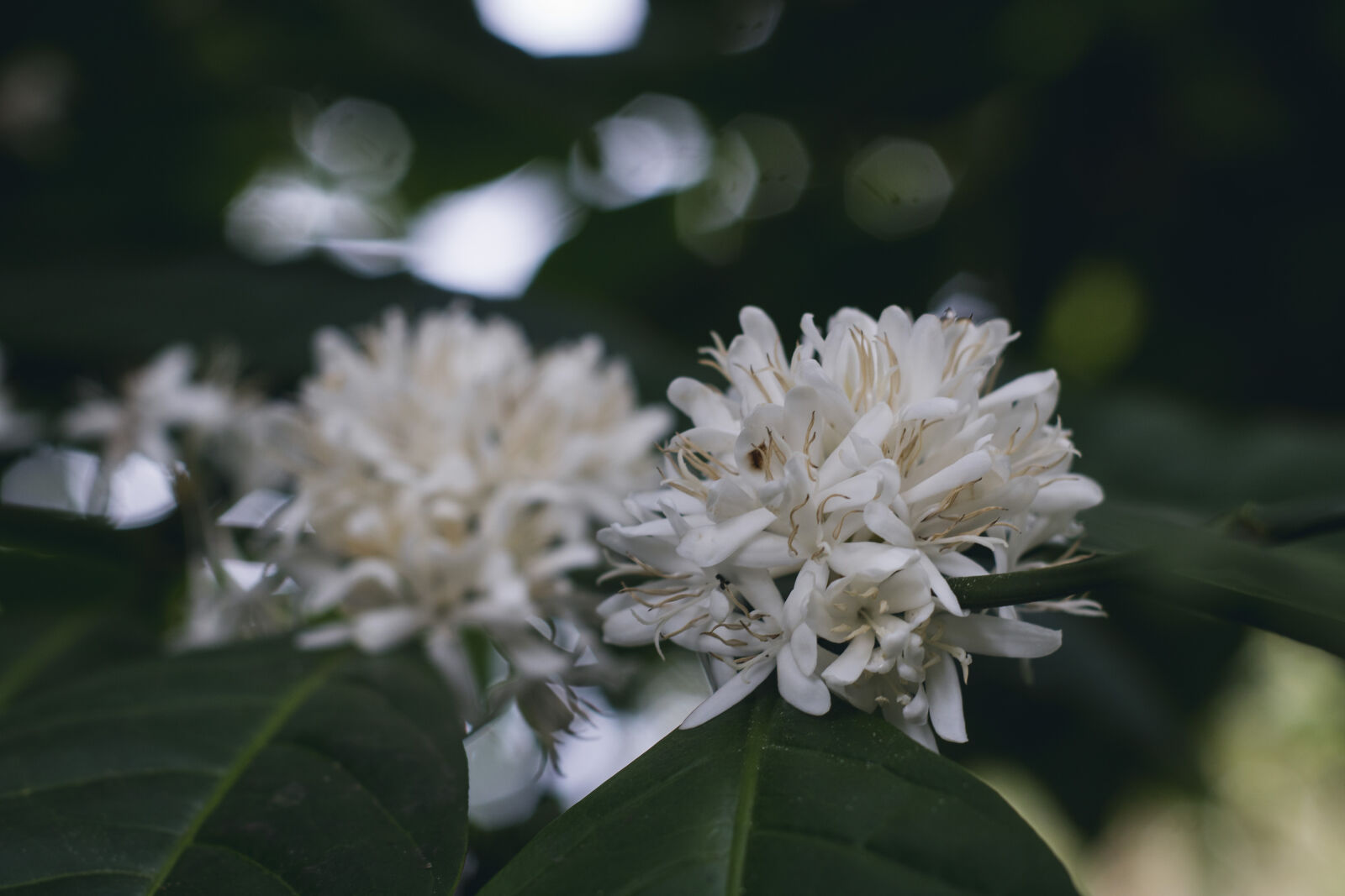 Canon EOS 760D (EOS Rebel T6s / EOS 8000D) sample photo. White, flower, in, shallow photography
