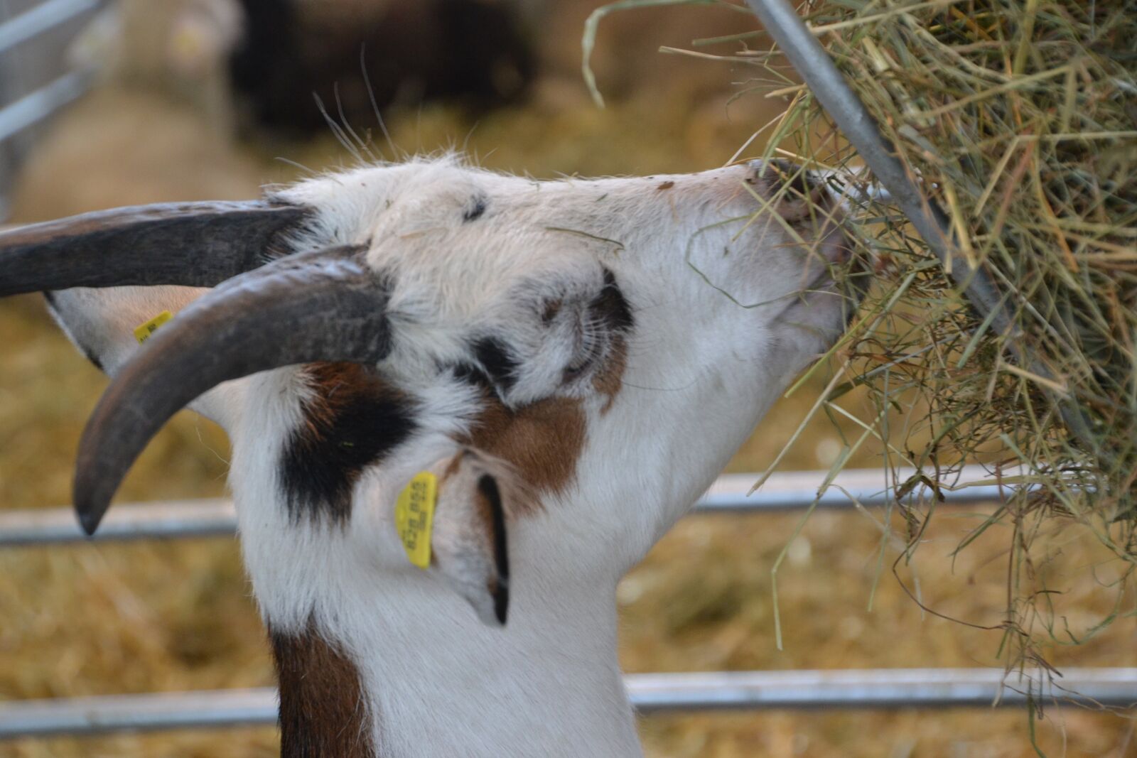 Nikon D3100 sample photo. Goat, domestic goat, horns photography