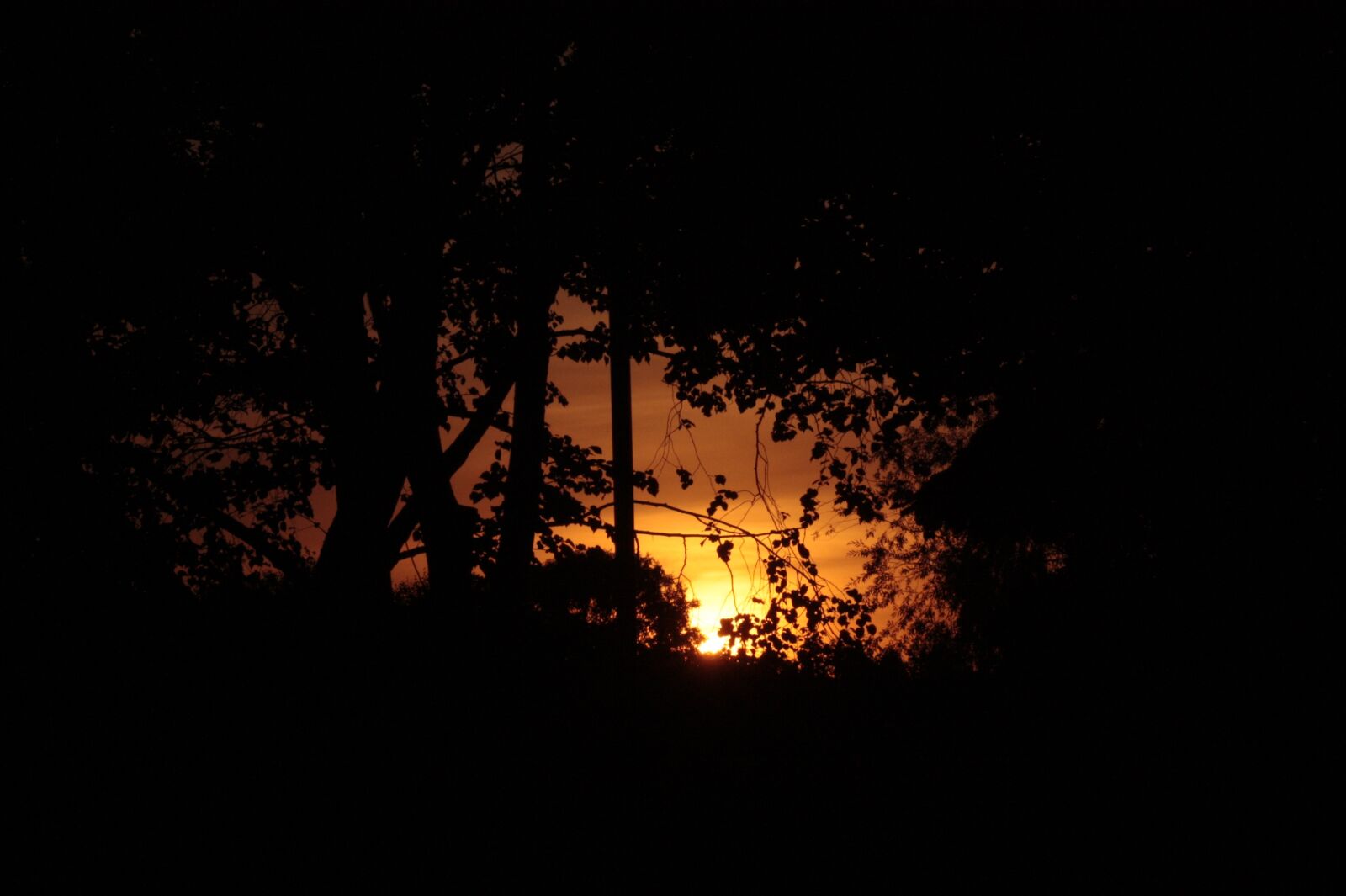 Canon EOS 450D (EOS Rebel XSi / EOS Kiss X2) sample photo. Twilight, the darkness, forest photography