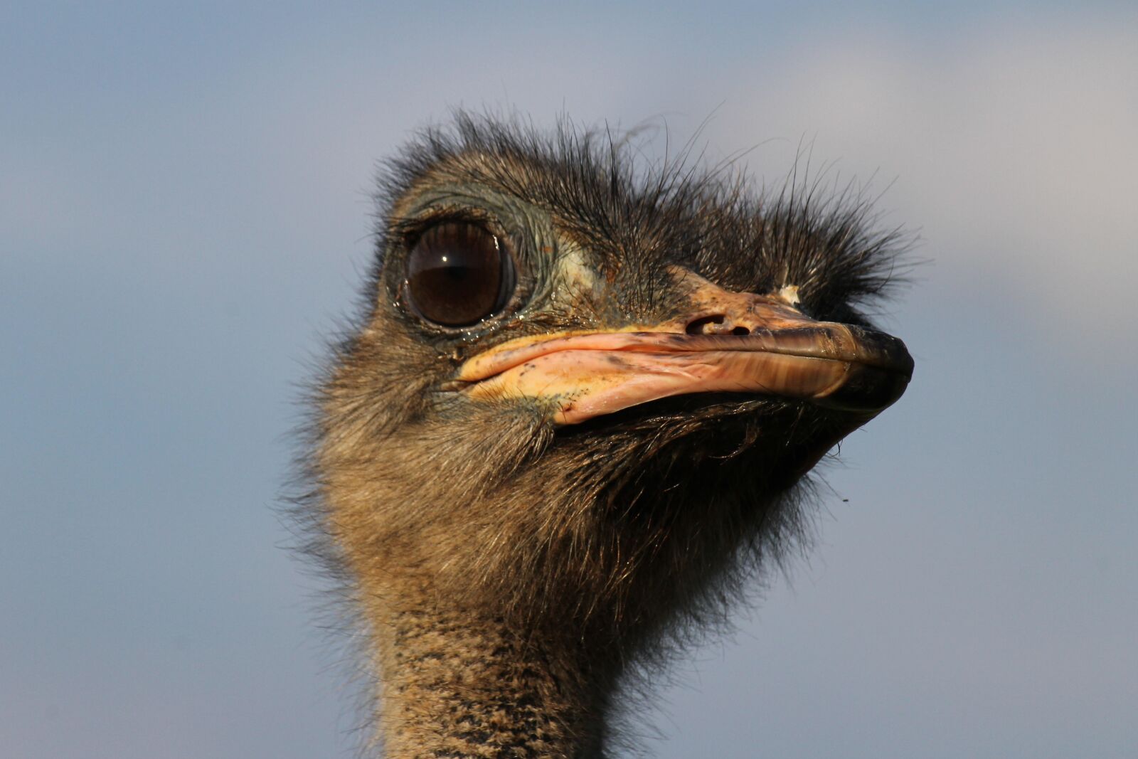 Canon EOS 1100D (EOS Rebel T3 / EOS Kiss X50) + Canon EF-S 55-250mm F4-5.6 IS sample photo. Ostrich, animal, bird photography