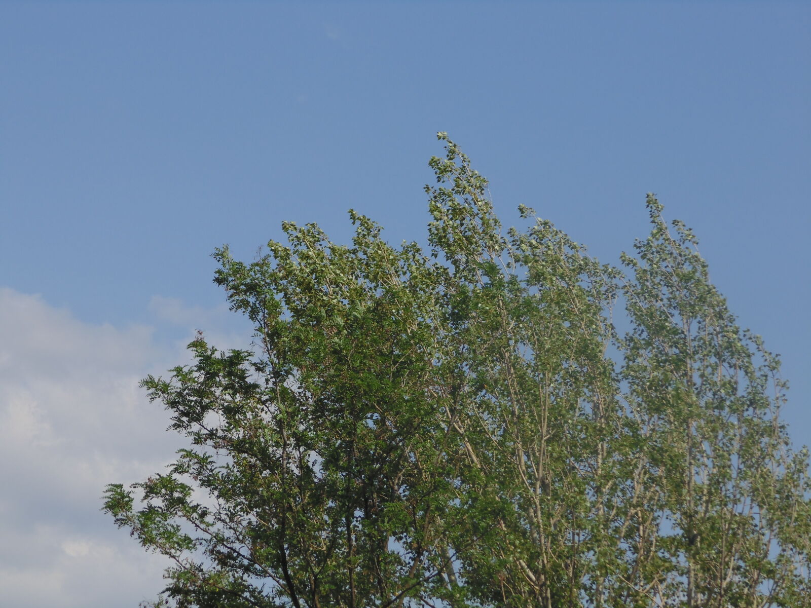 Sony DSC-H100 sample photo