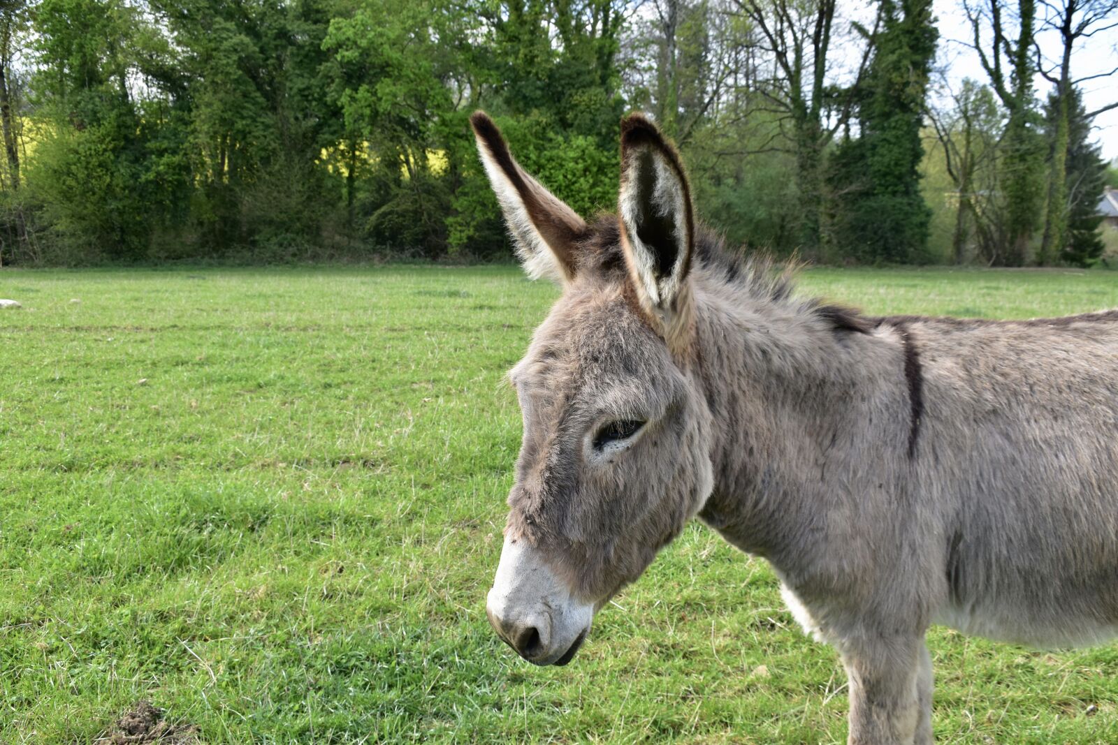 Nikon D5600 sample photo. Donkey, equine, donkey cotentin photography