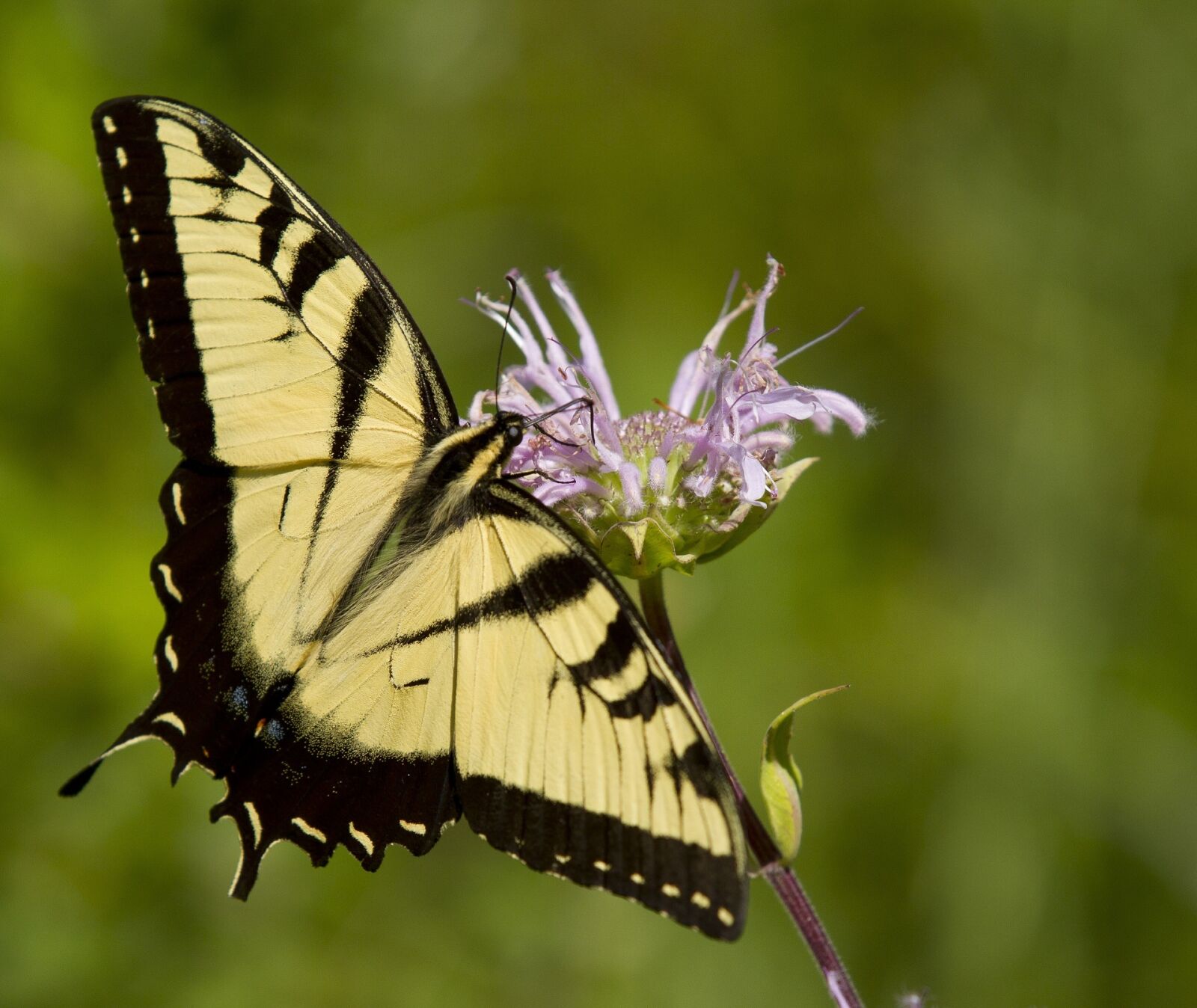 Canon EOS 7D sample photo. Butterfly, eastern tiger swallowtail photography