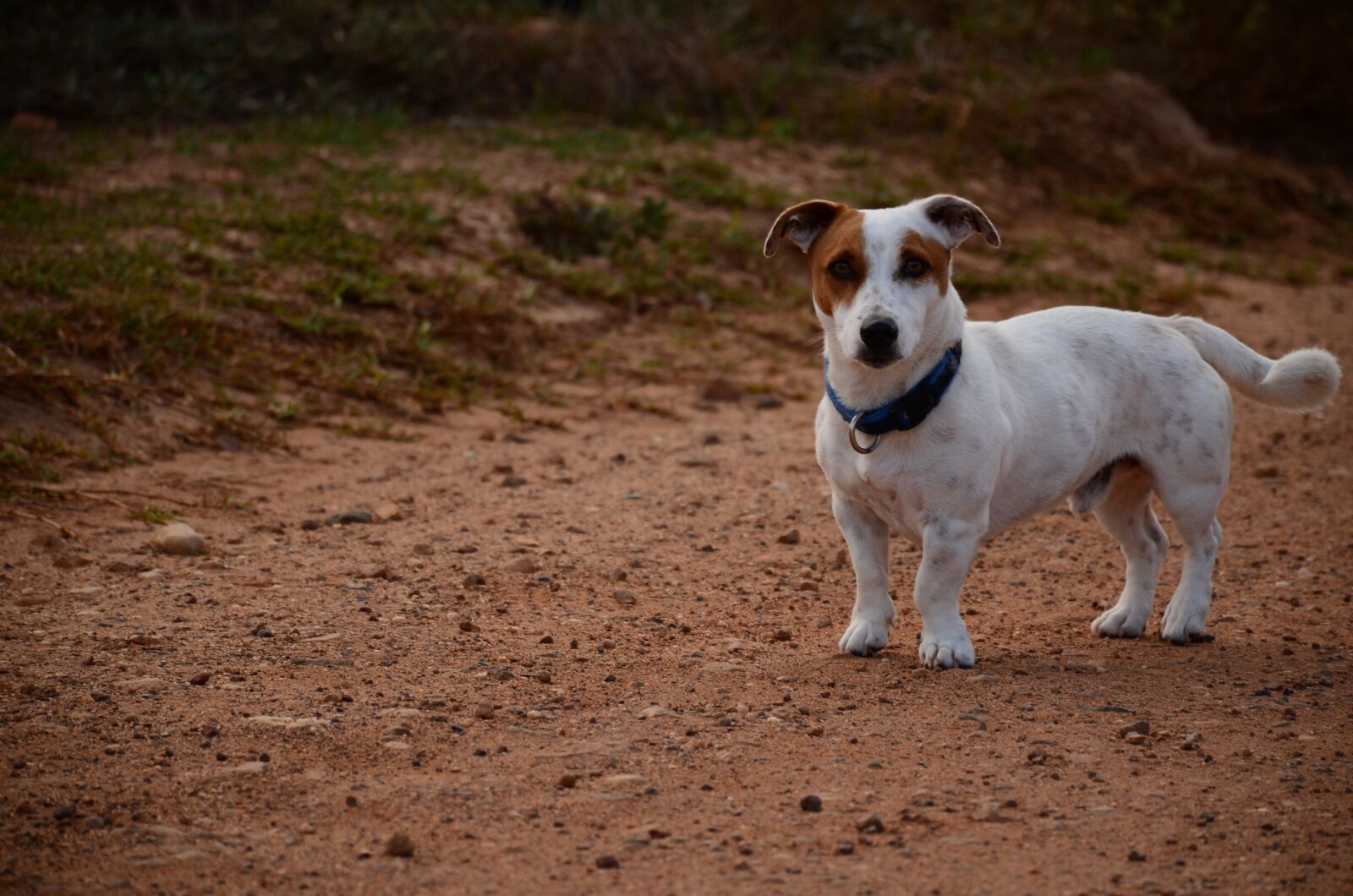 Nikon D7000 sample photo. Dog, road, pet photography