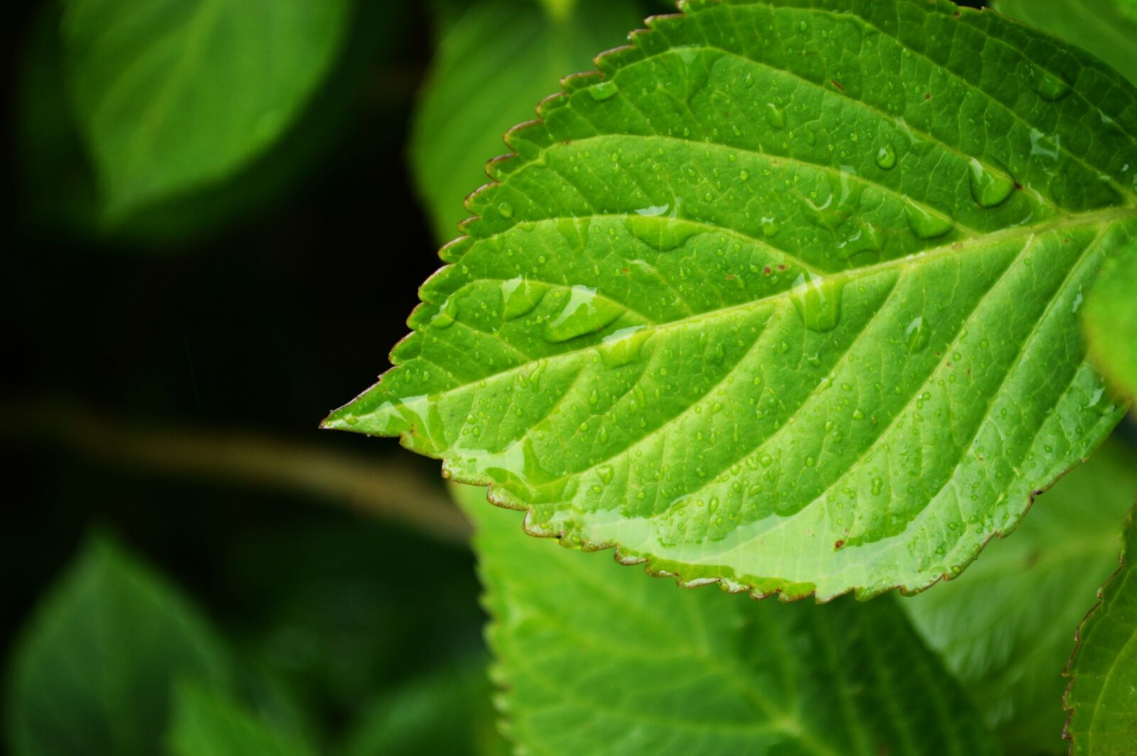 Nikon D3200 sample photo. Close, up, of, fresh photography
