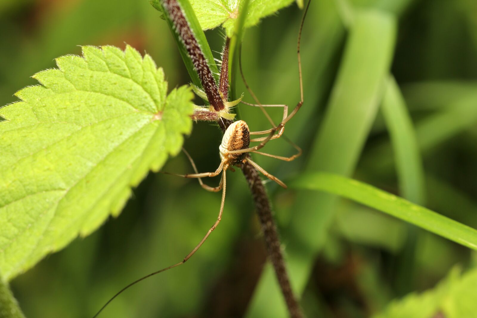 Canon EOS 60D sample photo. Spider, nature, animal photography