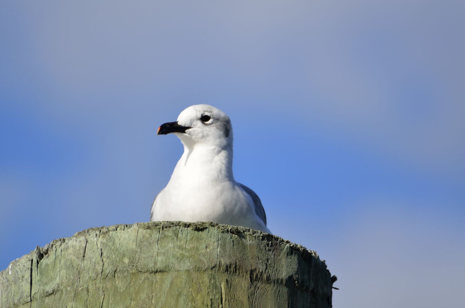 Nikon D7000 sample photo. Seagull, bird, avian photography