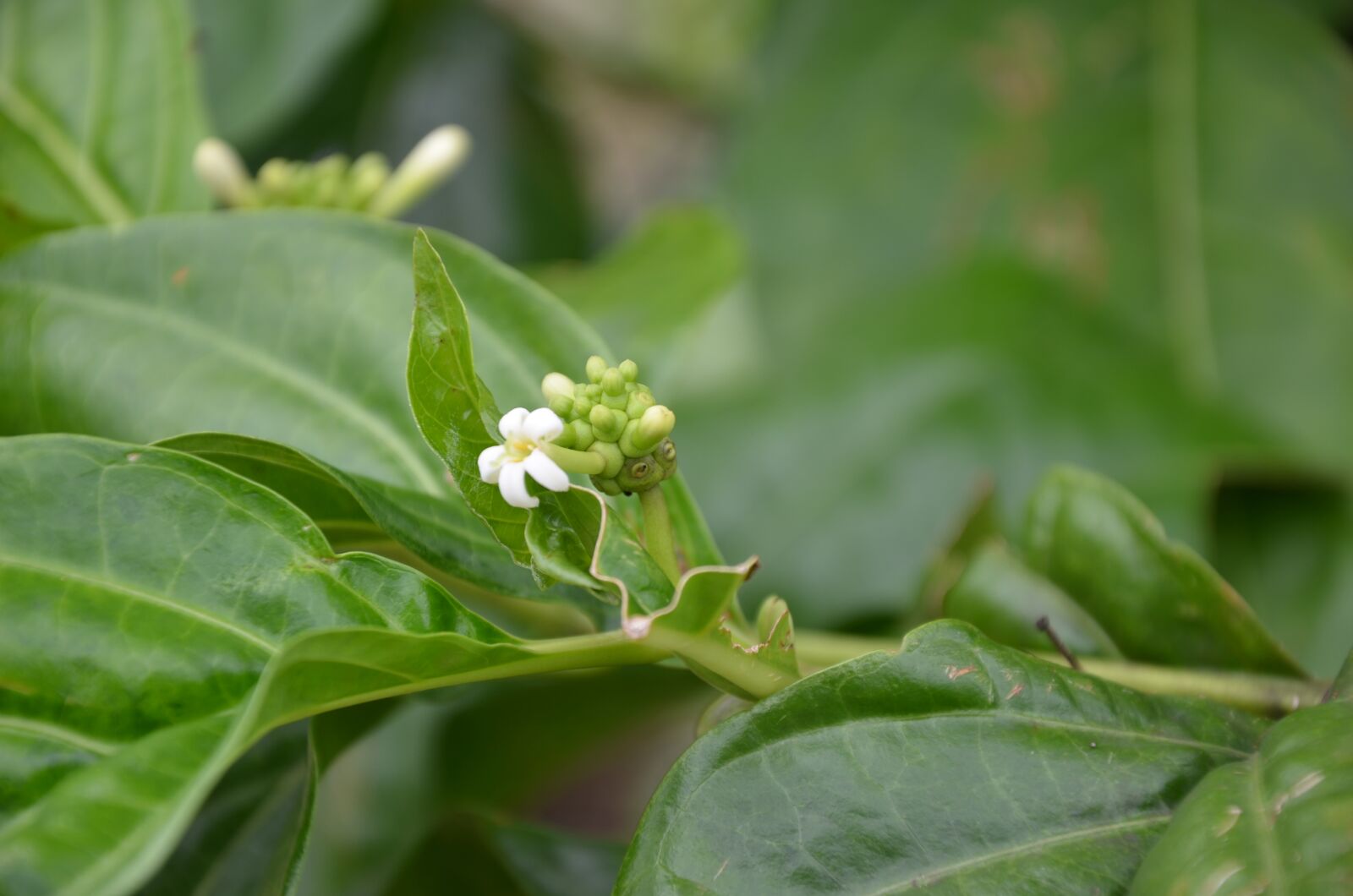 Nikon D7000 sample photo. Leaf, beautiful, the leaves photography