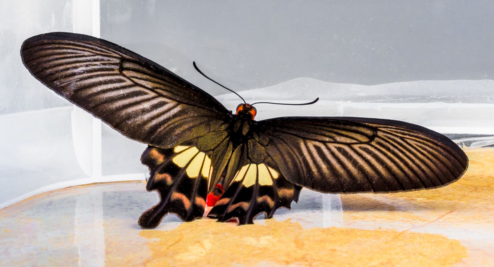 Nikon D5200 sample photo. Butterfly, insect photography