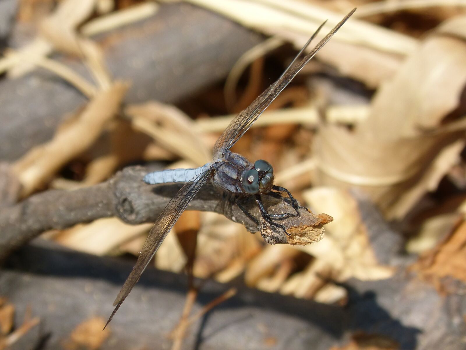 Panasonic DMC-FZ62 sample photo. Blue dragonfly, branch, wetland photography