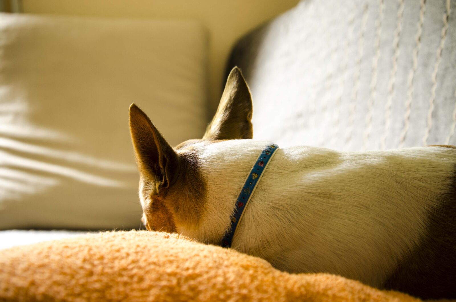 Nikon D7000 sample photo. Dogs, animals, dog photography
