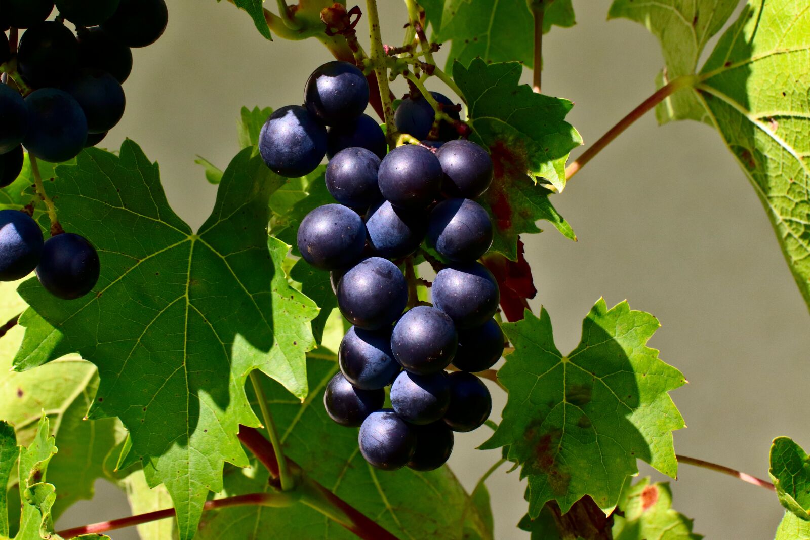 Canon EOS 200D (EOS Rebel SL2 / EOS Kiss X9) sample photo. Grapes, blue grapes, fruit photography