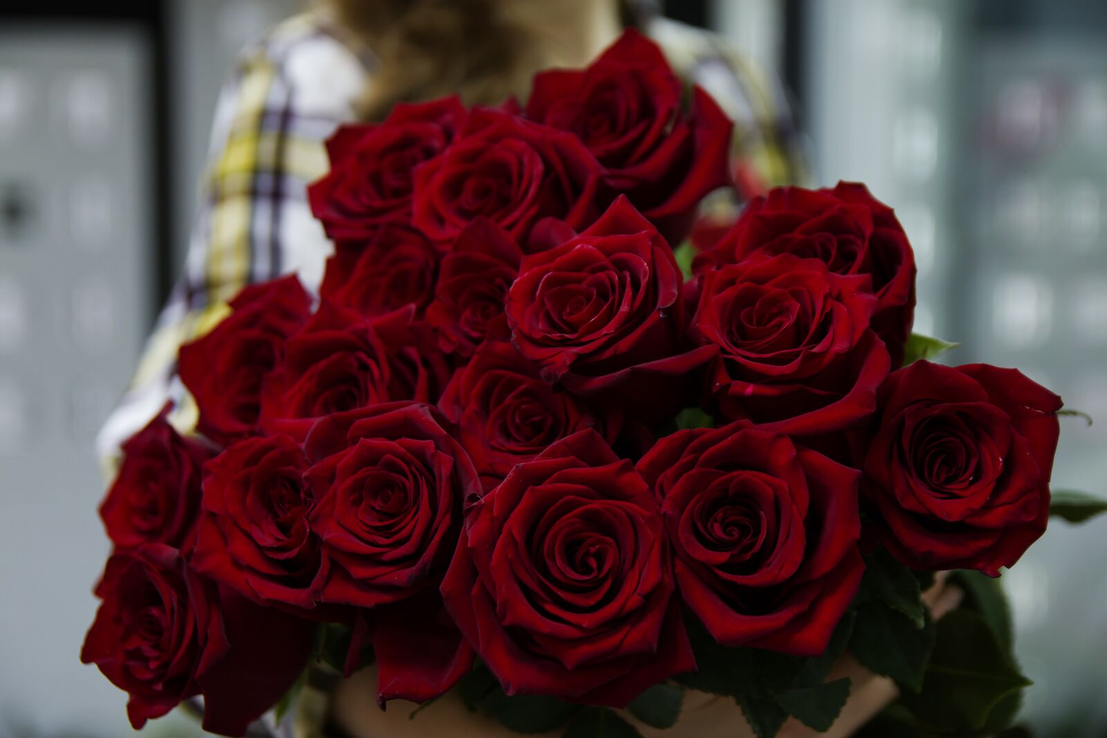 Canon EOS 70D sample photo. Rose, roses, flower photography