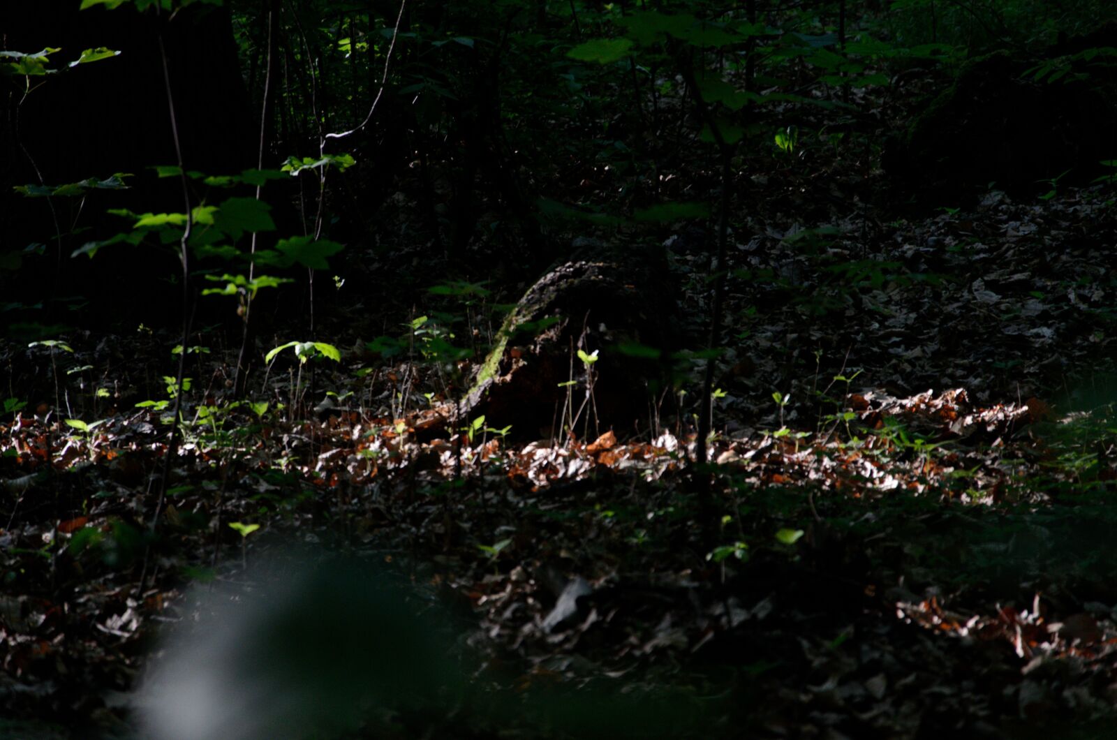 Nikon D5100 sample photo. Green, plants, polish forest photography