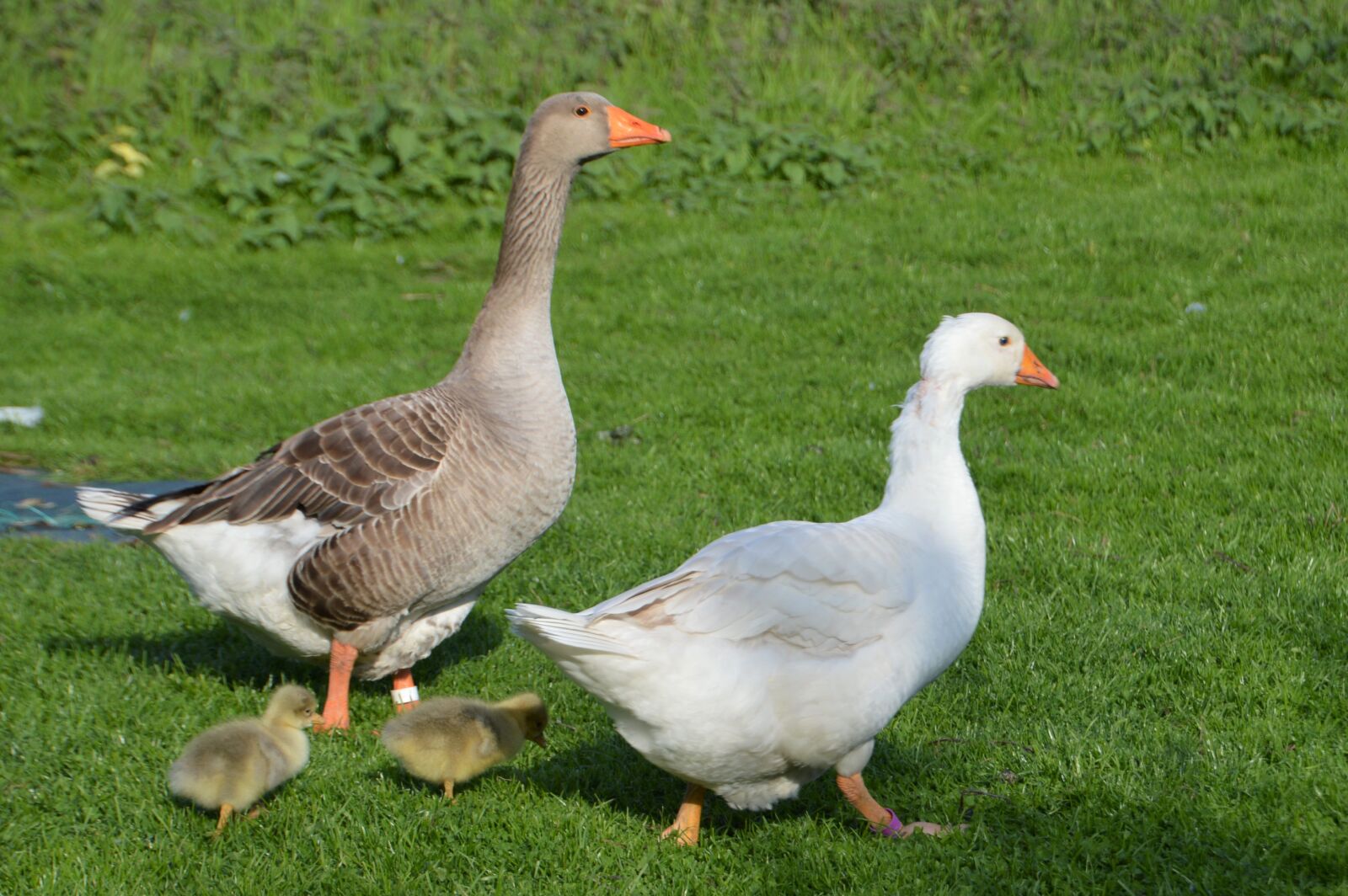 Nikon D3200 sample photo. Breeding, goose, plumage photography