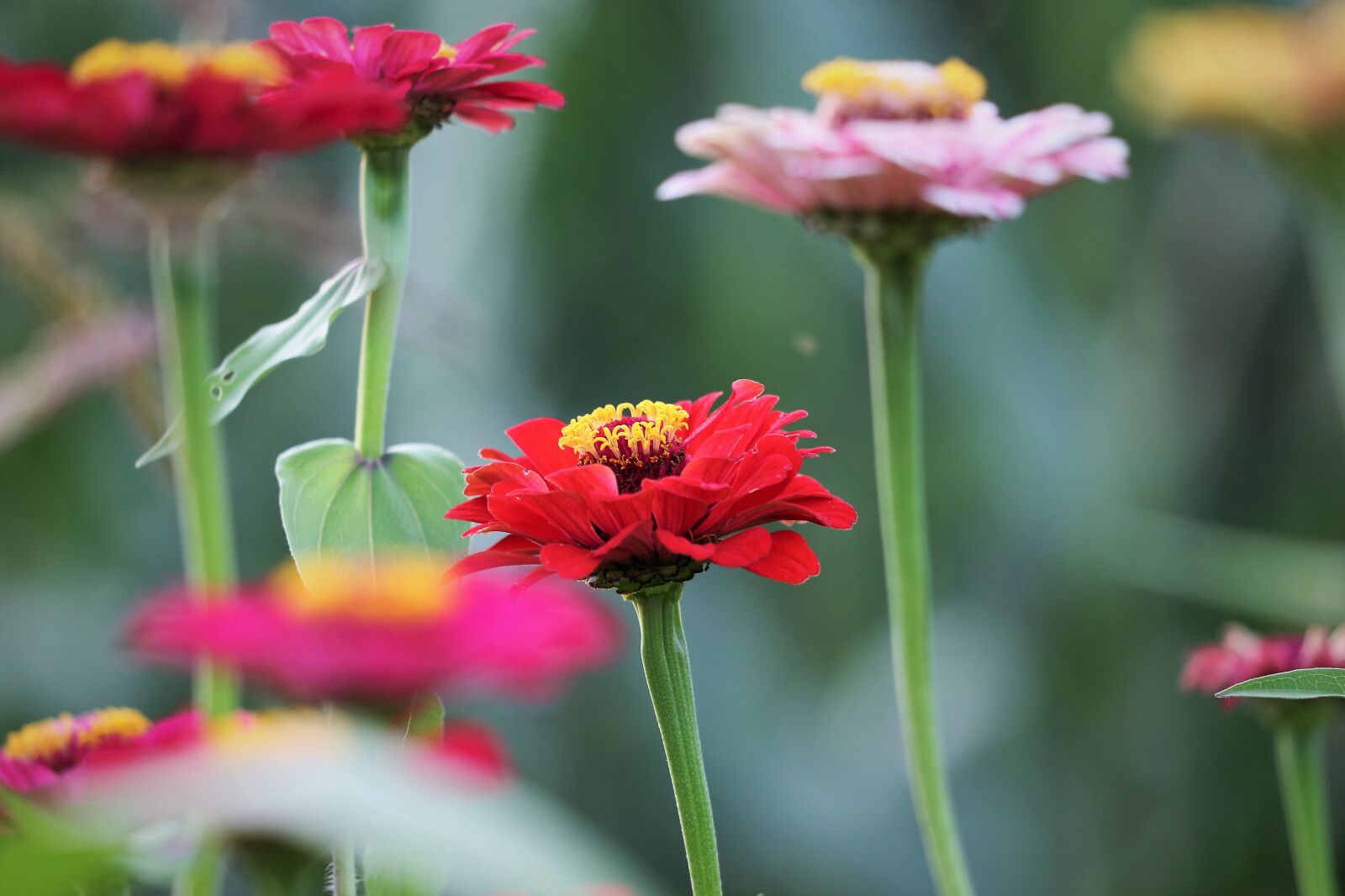 Canon EF 70-300 F4-5.6 IS II USM sample photo. Red, purple, pink photography
