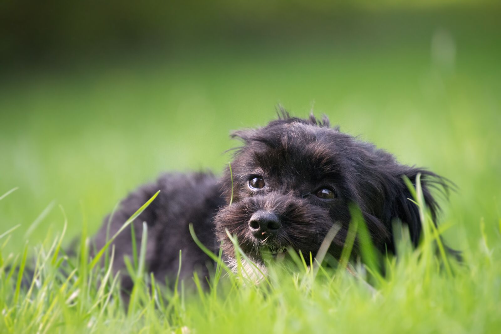 Nikon D3300 sample photo. Grass, animal, dog photography