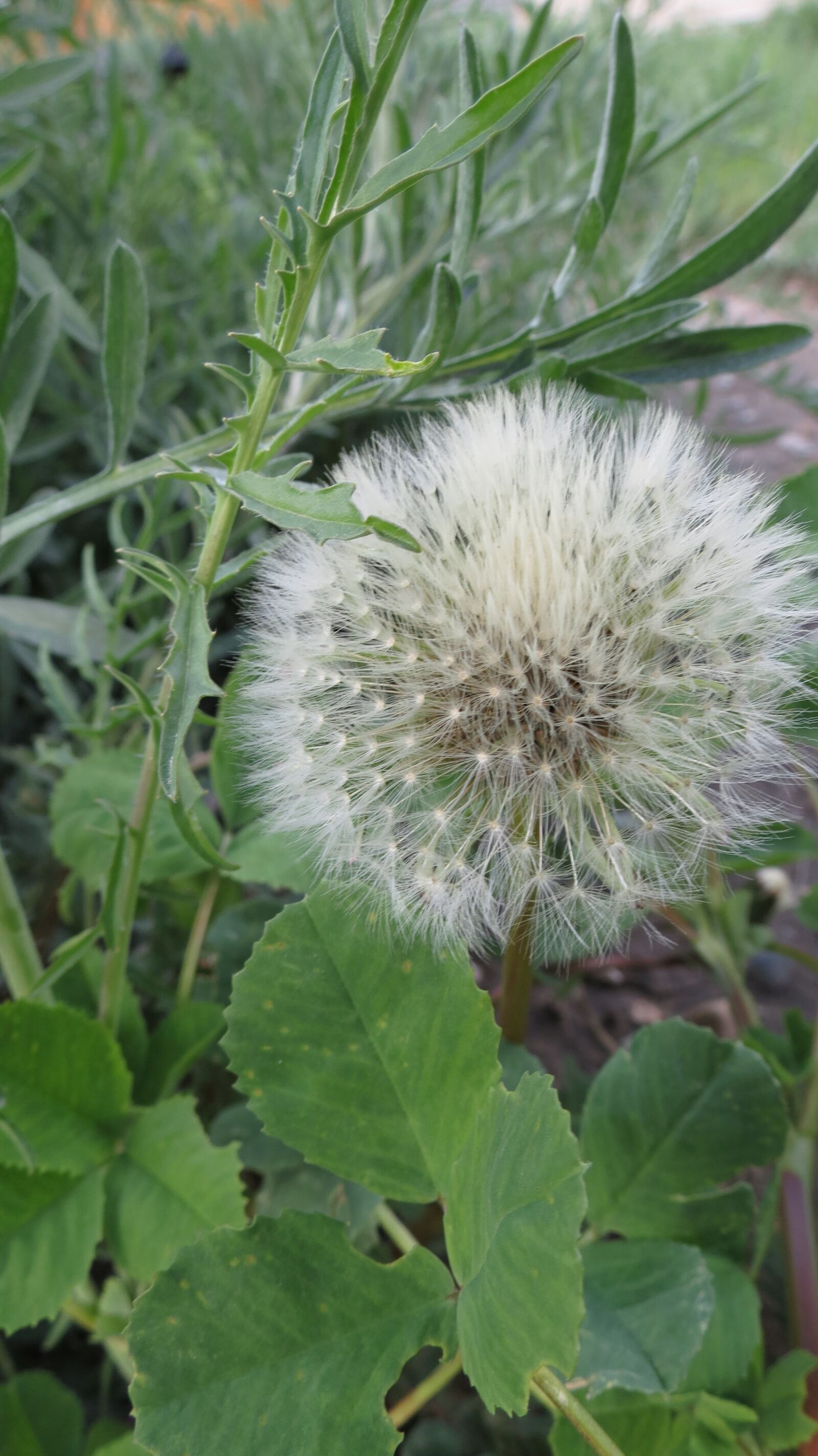 Canon PowerShot SX40 HS sample photo. Weed, wishes, dandelion photography