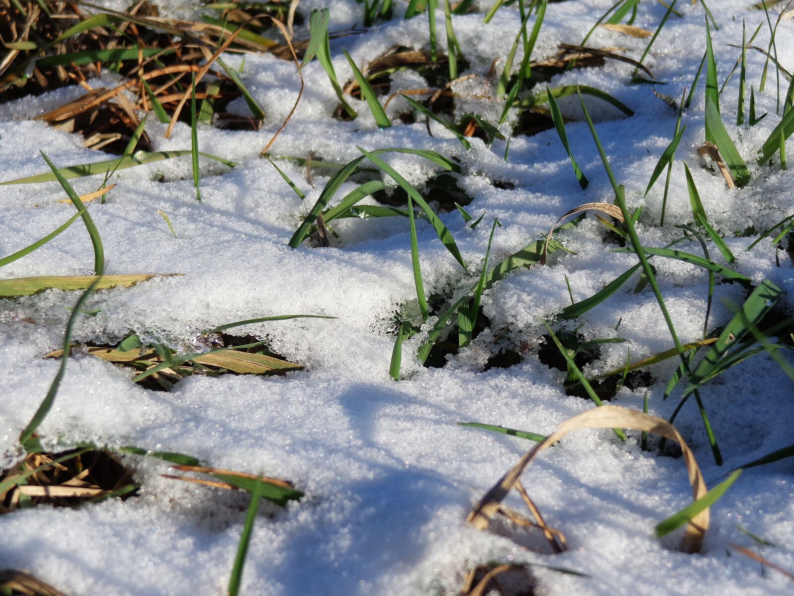 Sony Cyber-shot DSC-H90 sample photo. Grass, snow, winter photography