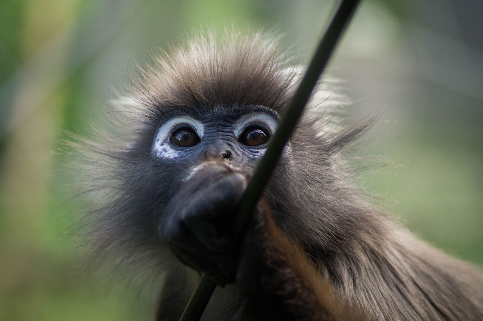 Sony SLT-A37 + Tamron SP AF 90mm F2.8 Di Macro sample photo. Monkey, primate, wildlife photography