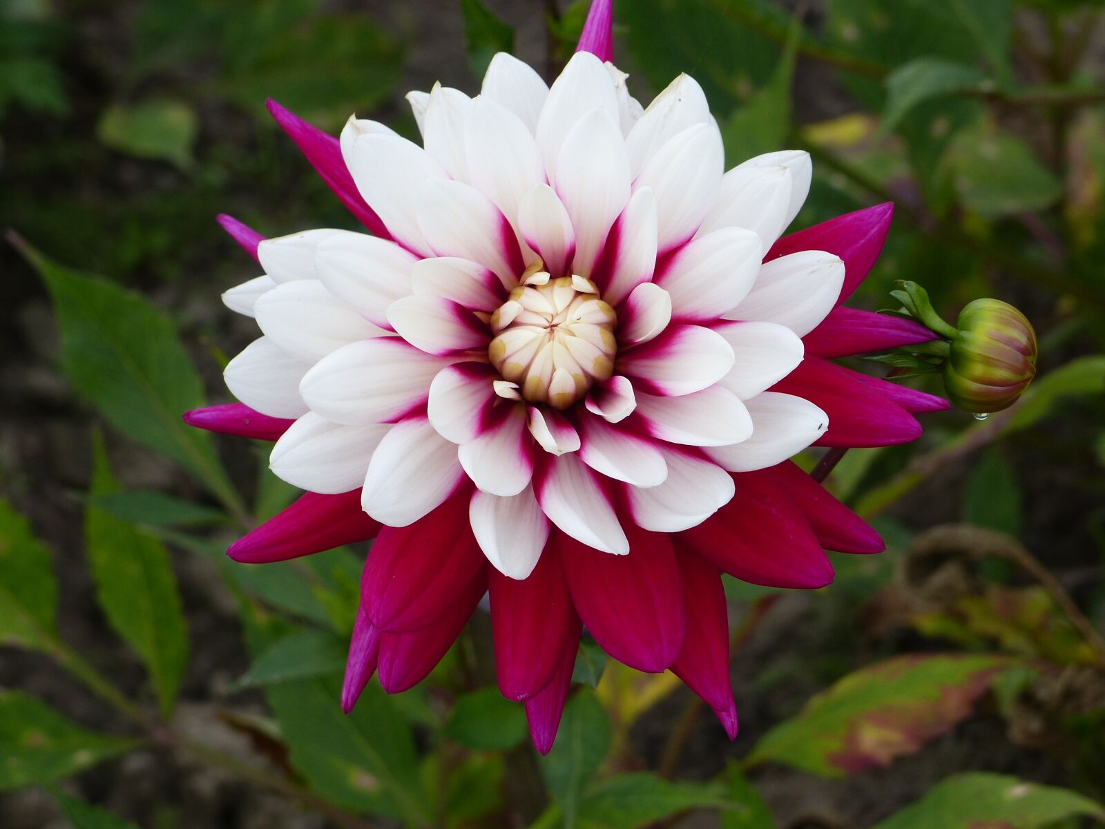Panasonic Lumix DMC-FZ200 sample photo. Dahlia, summer, plant photography