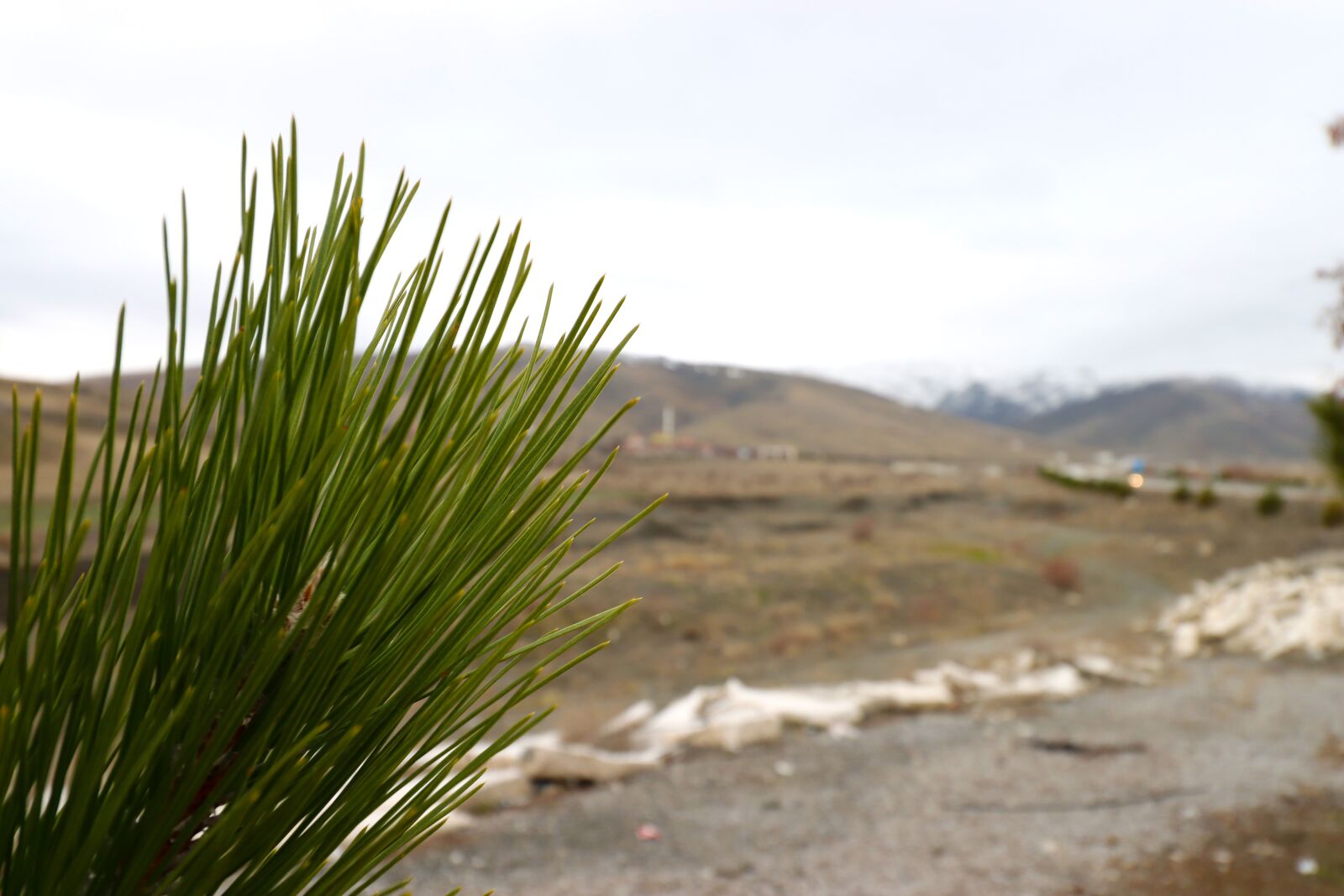Canon EOS 77D (EOS 9000D / EOS 770D) sample photo. Pine, tree, leaves photography