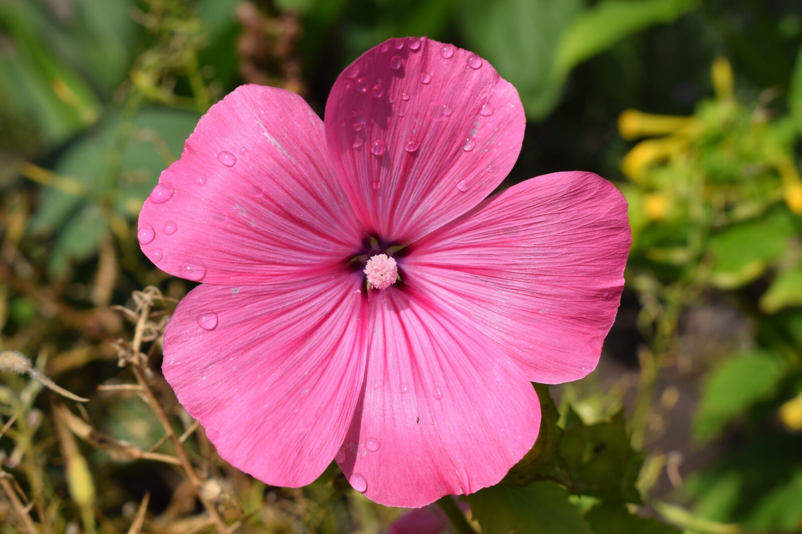 Nikon D3300 sample photo. Pink flower, garden, summer photography
