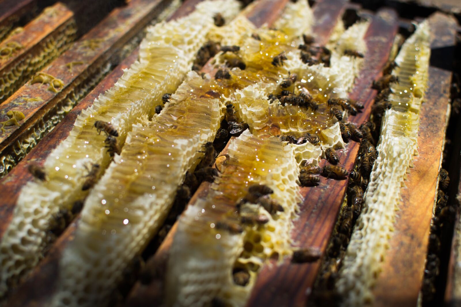 Nikon D3100 sample photo. Bees, nature, beekeeping photography