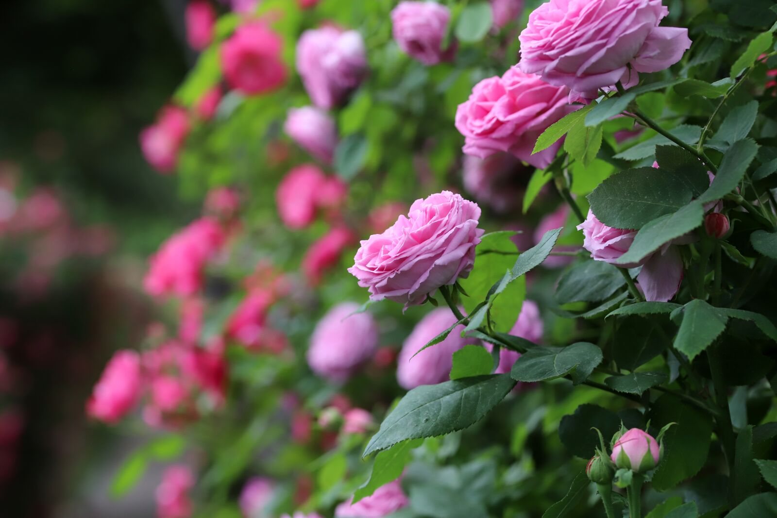 Canon EOS 6D Mark II sample photo. Rose, petal, flowers photography