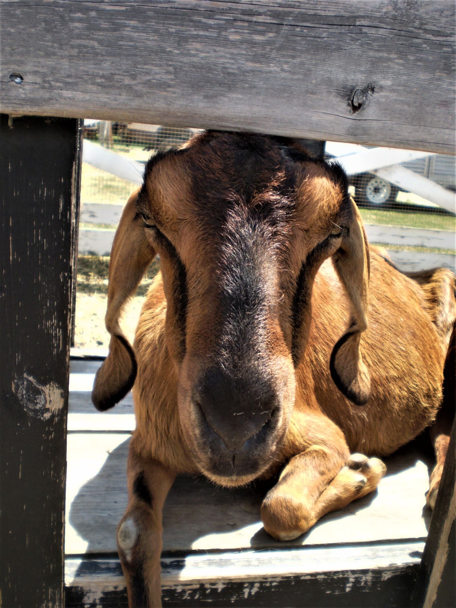 Olympus FE210,X775 sample photo. Goat, summer, sunshine photography