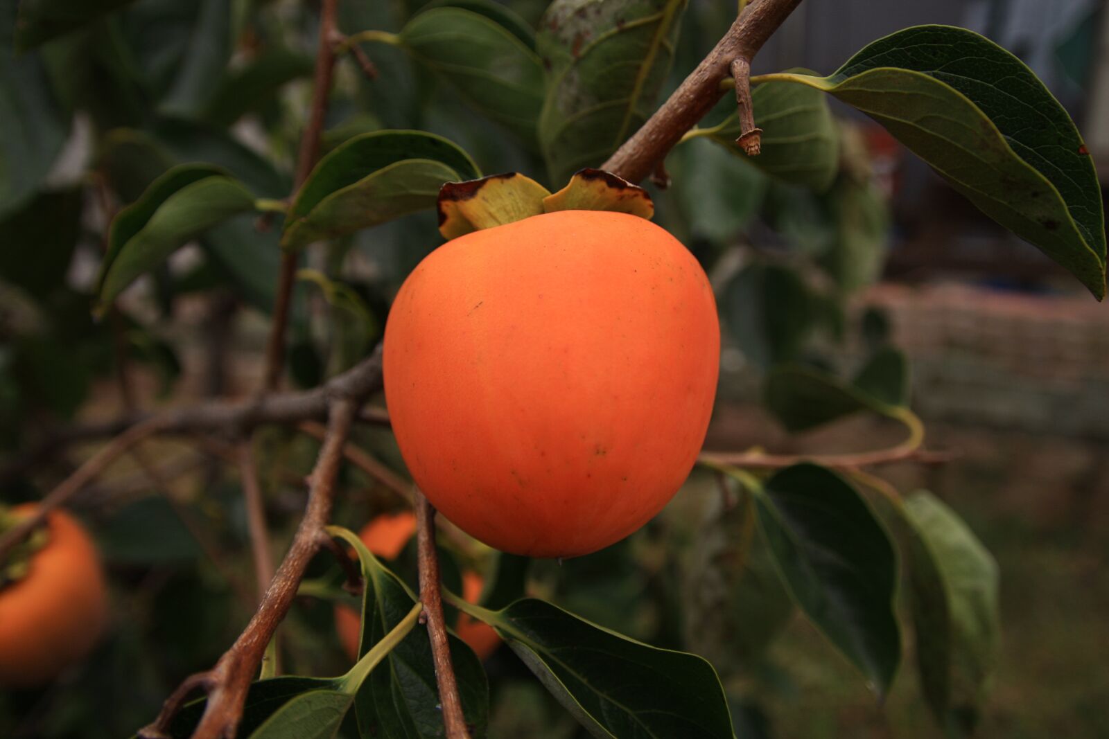 Canon EOS 40D sample photo. For salary, persimmon, nature photography