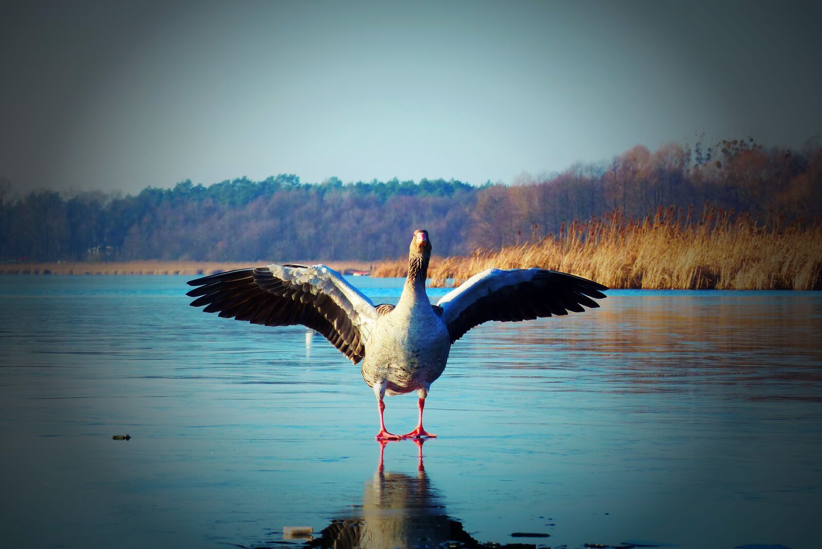 Panasonic Lumix DMC-FZ200 sample photo. Goose on ice, water photography