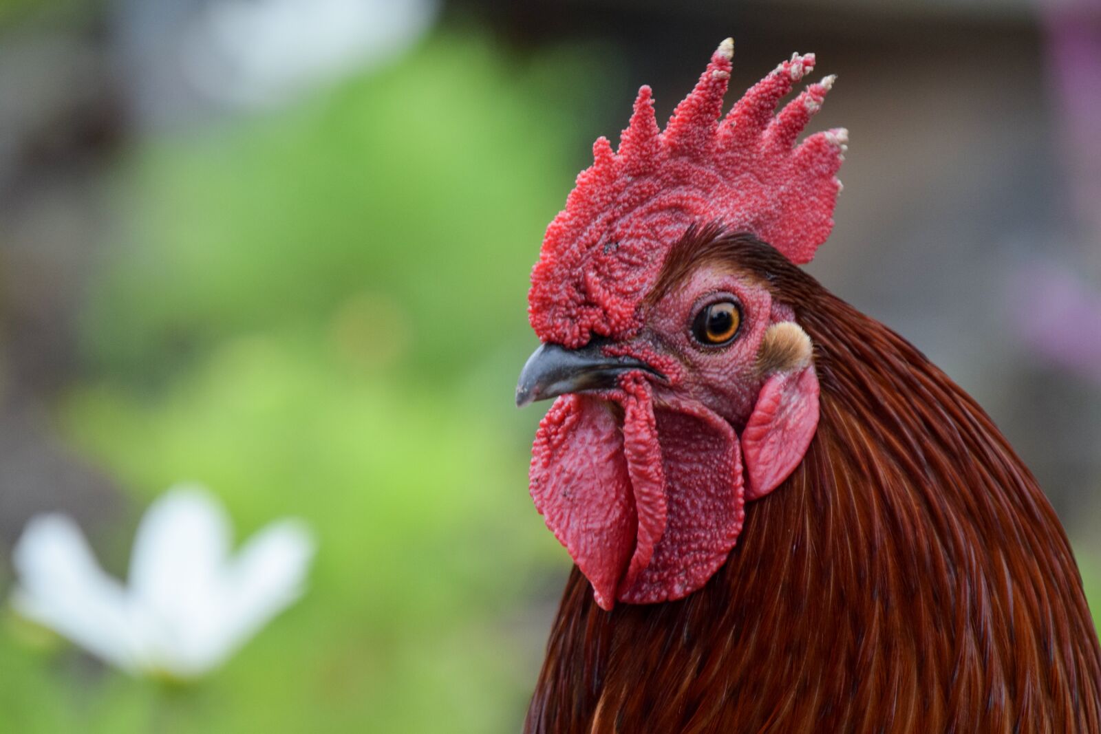 Nikon D3300 sample photo. Rooster, bird, mohawk hairstyle photography