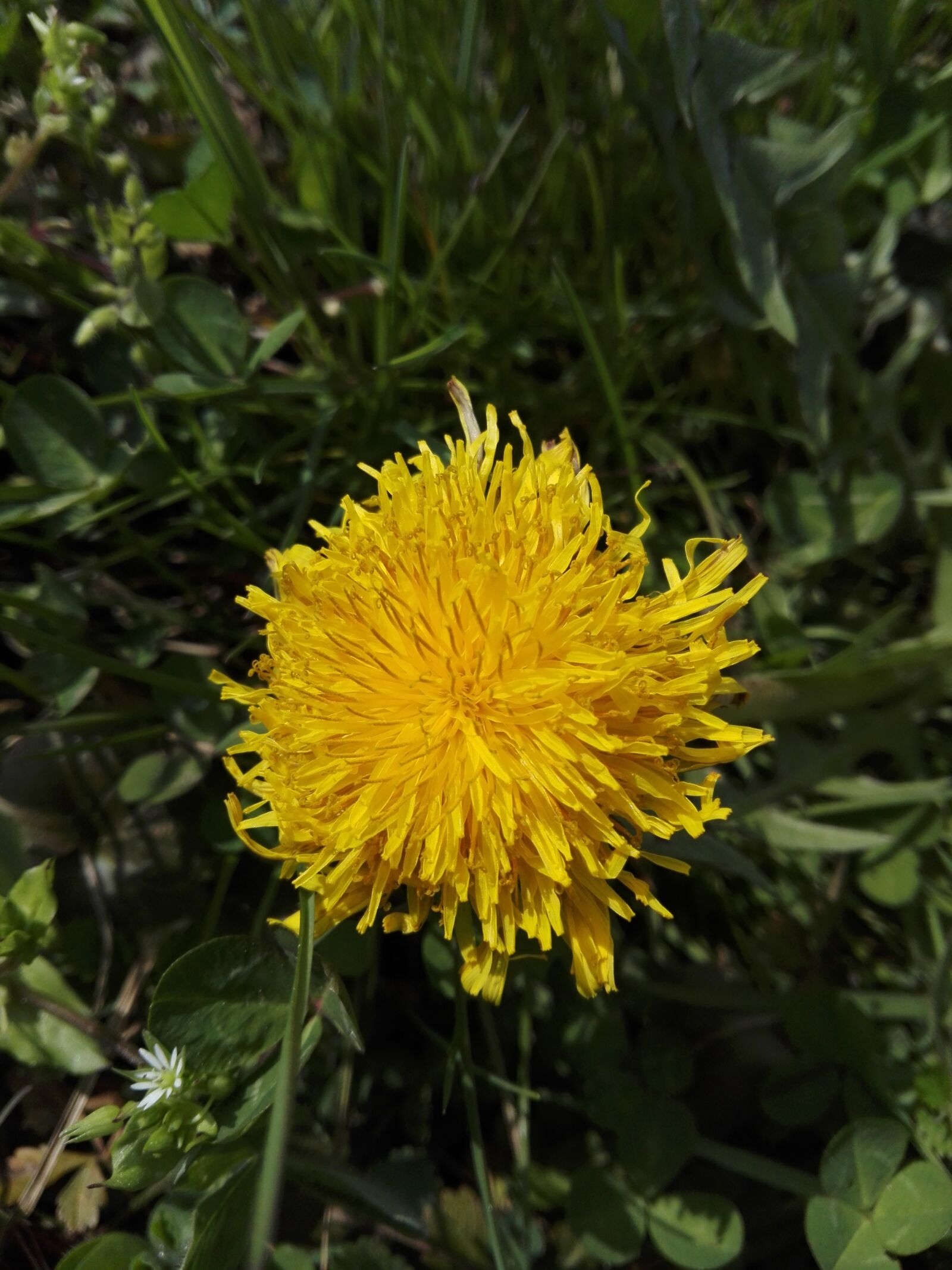 HUAWEI P8 Lite sample photo. Flower, nature, flora photography