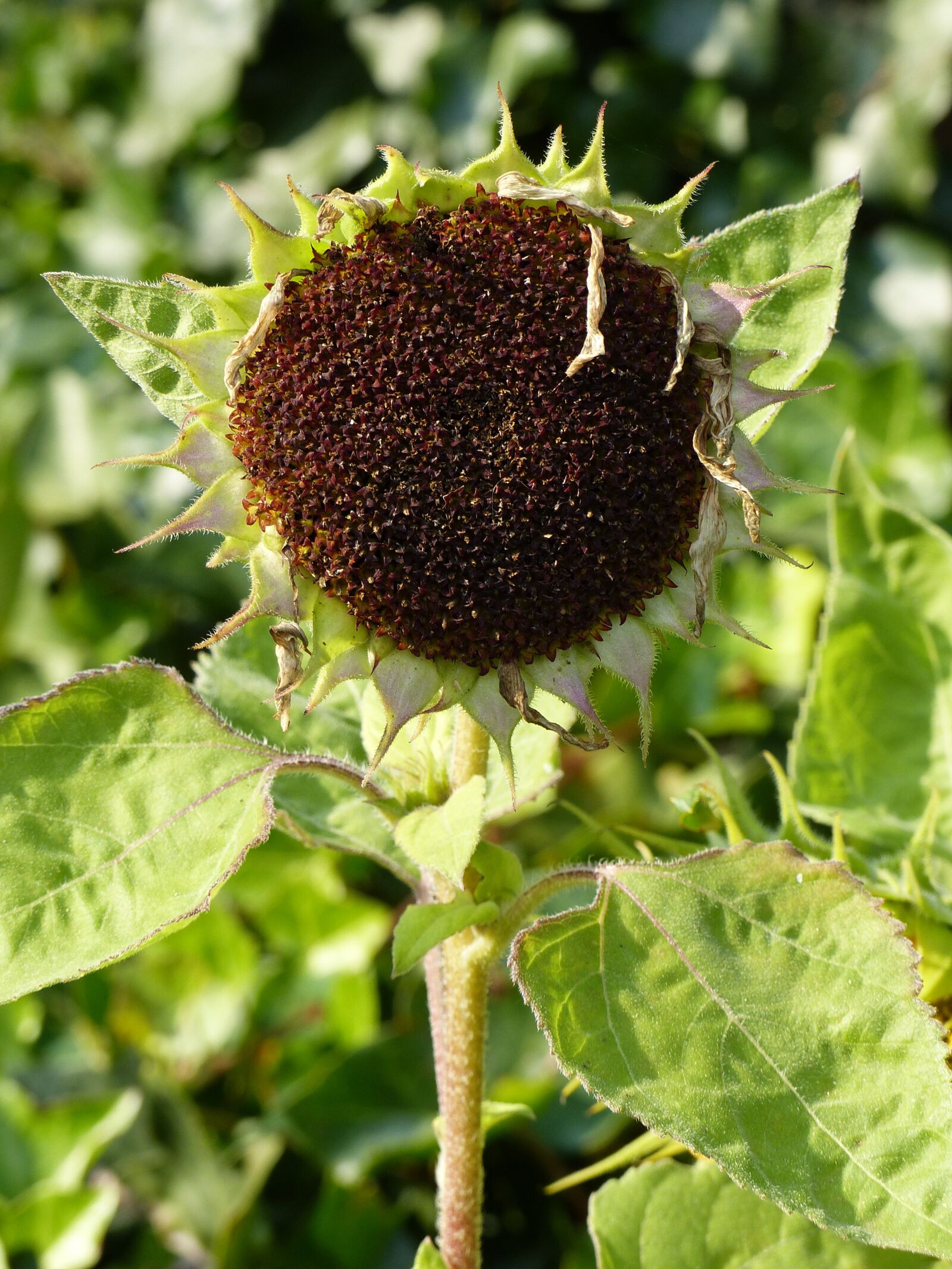 Panasonic Lumix DMC-FZ200 sample photo. Faded, autumn, sunflower photography