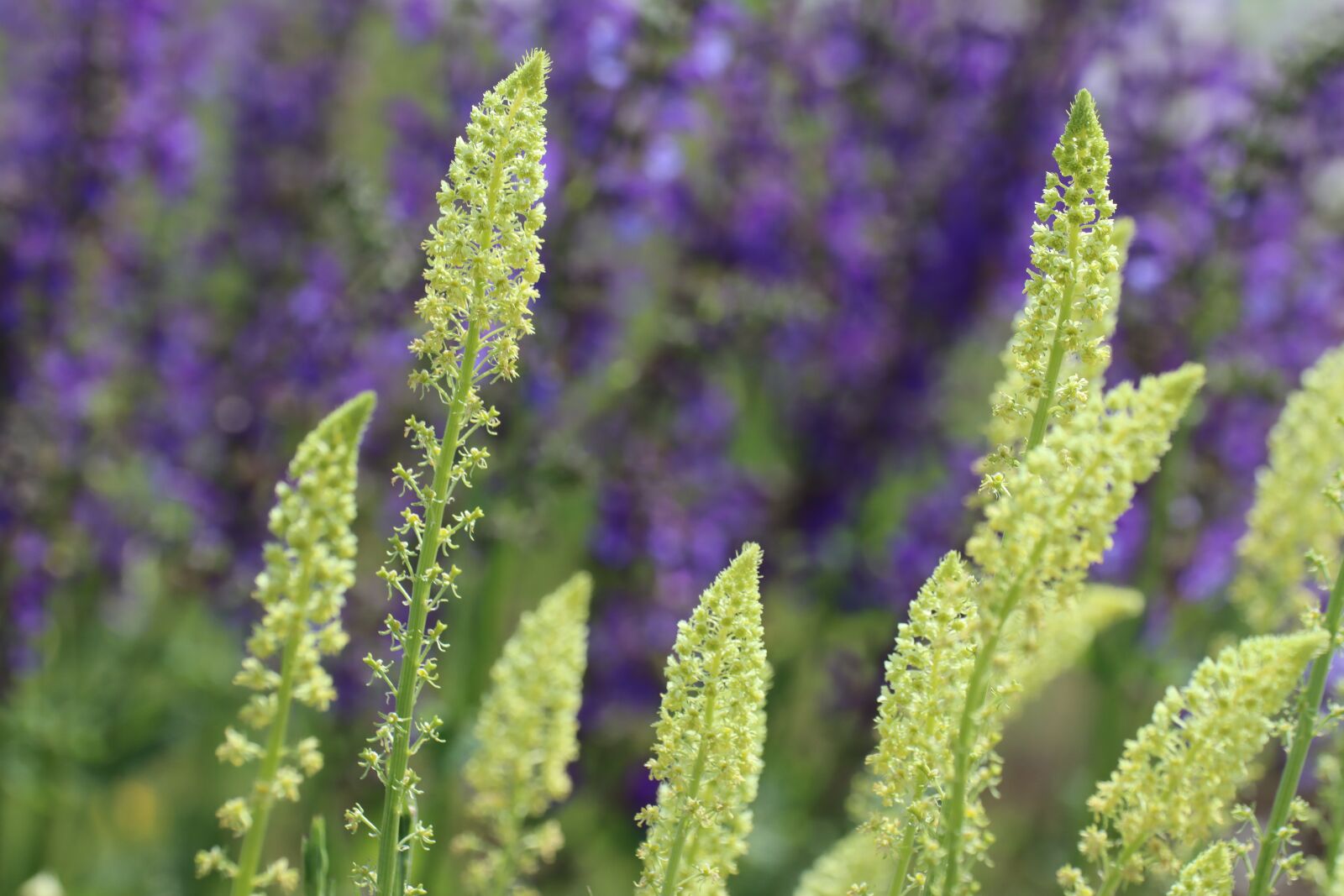 Canon EOS 90D sample photo. Meadow, flower, color photography
