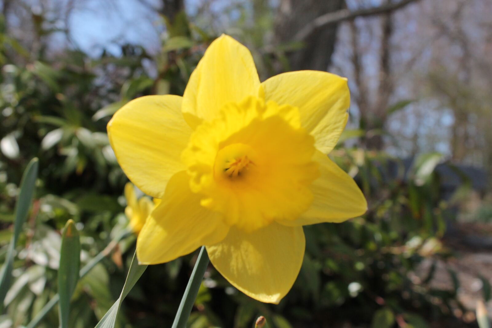 Canon EOS 1100D (EOS Rebel T3 / EOS Kiss X50) sample photo. Flower, yellow, spring photography