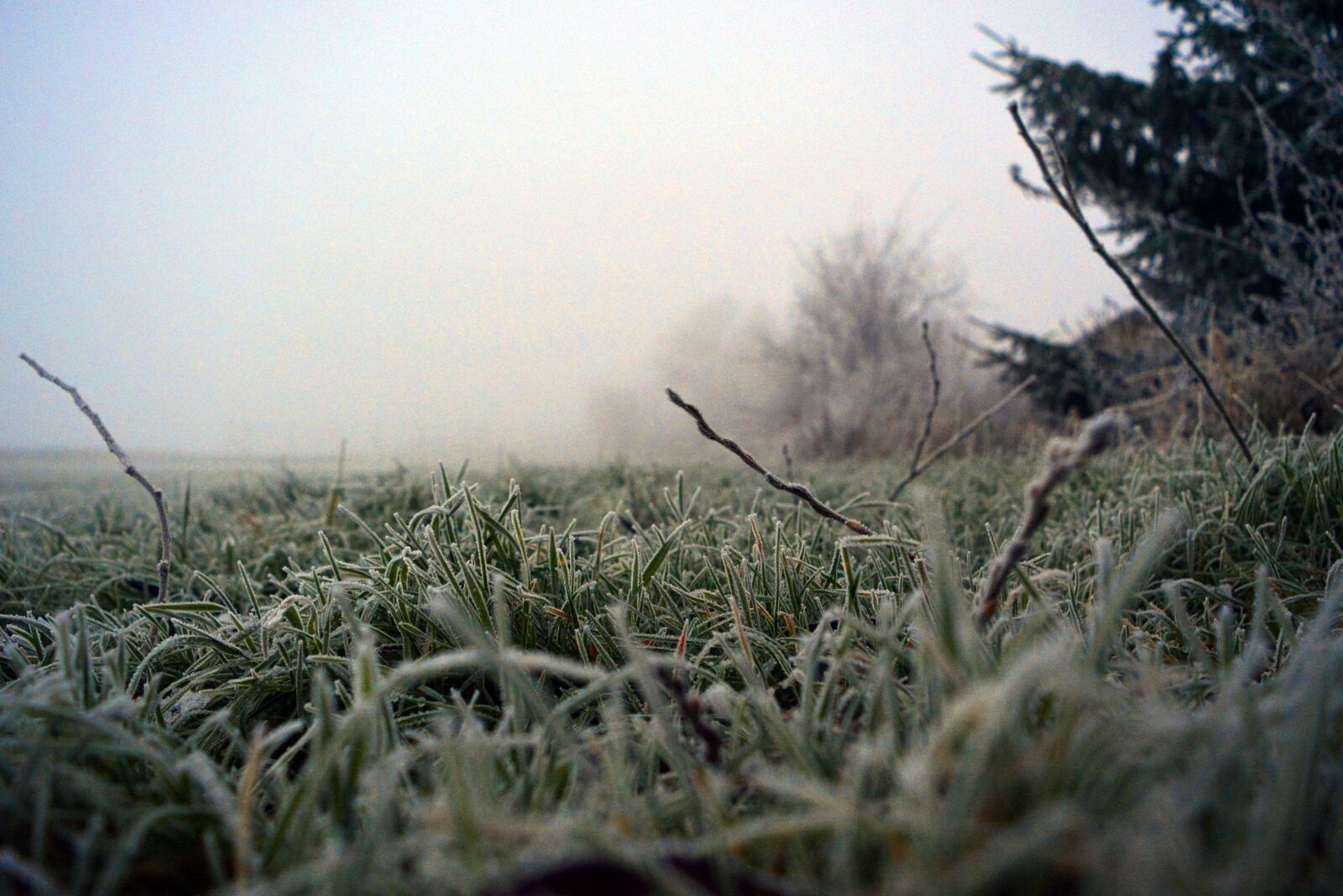 Nikon D5200 sample photo. Grass, frost, winter photography