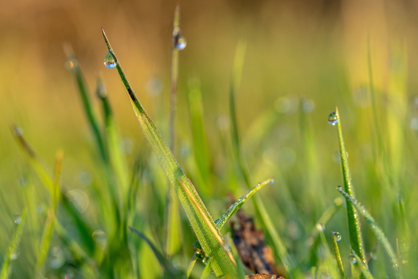 Sigma 70mm F2.8 DG Macro Art sample photo. Spring, morning dew, morning photography