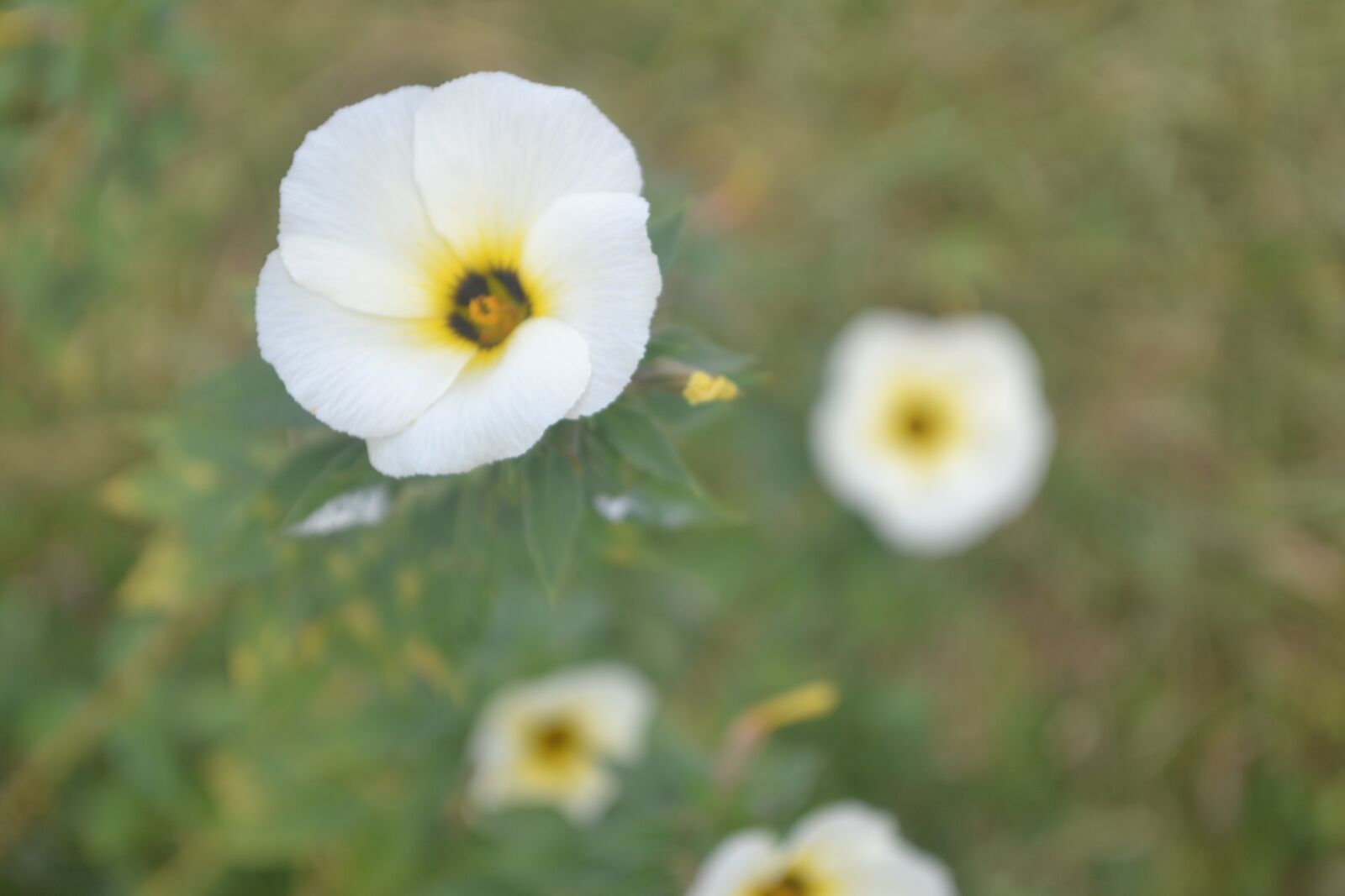 Nikon D3100 sample photo. Flowers, view, white flowers photography