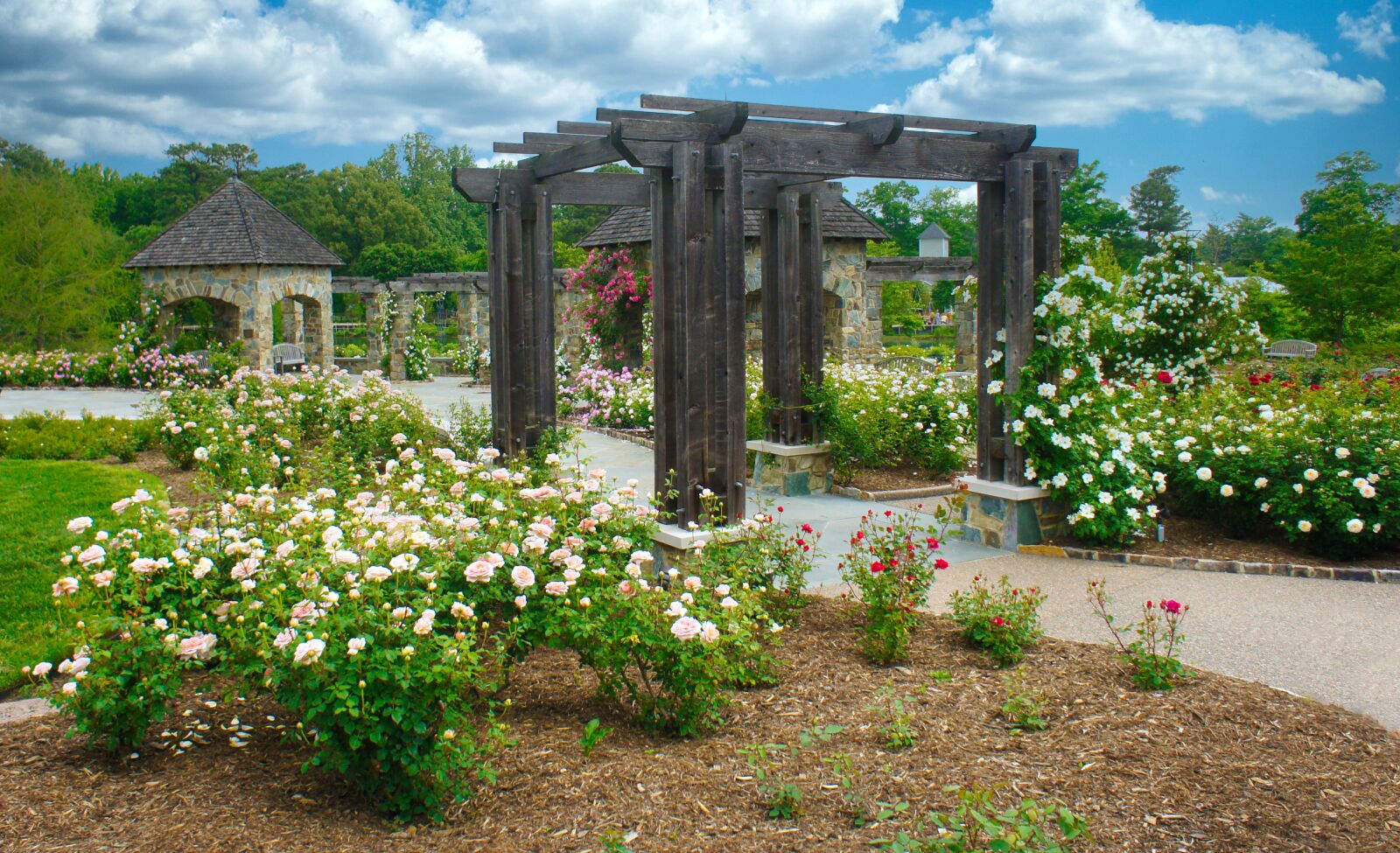 Sony E 16mm F2.8 sample photo. Garden, roses, flowers photography