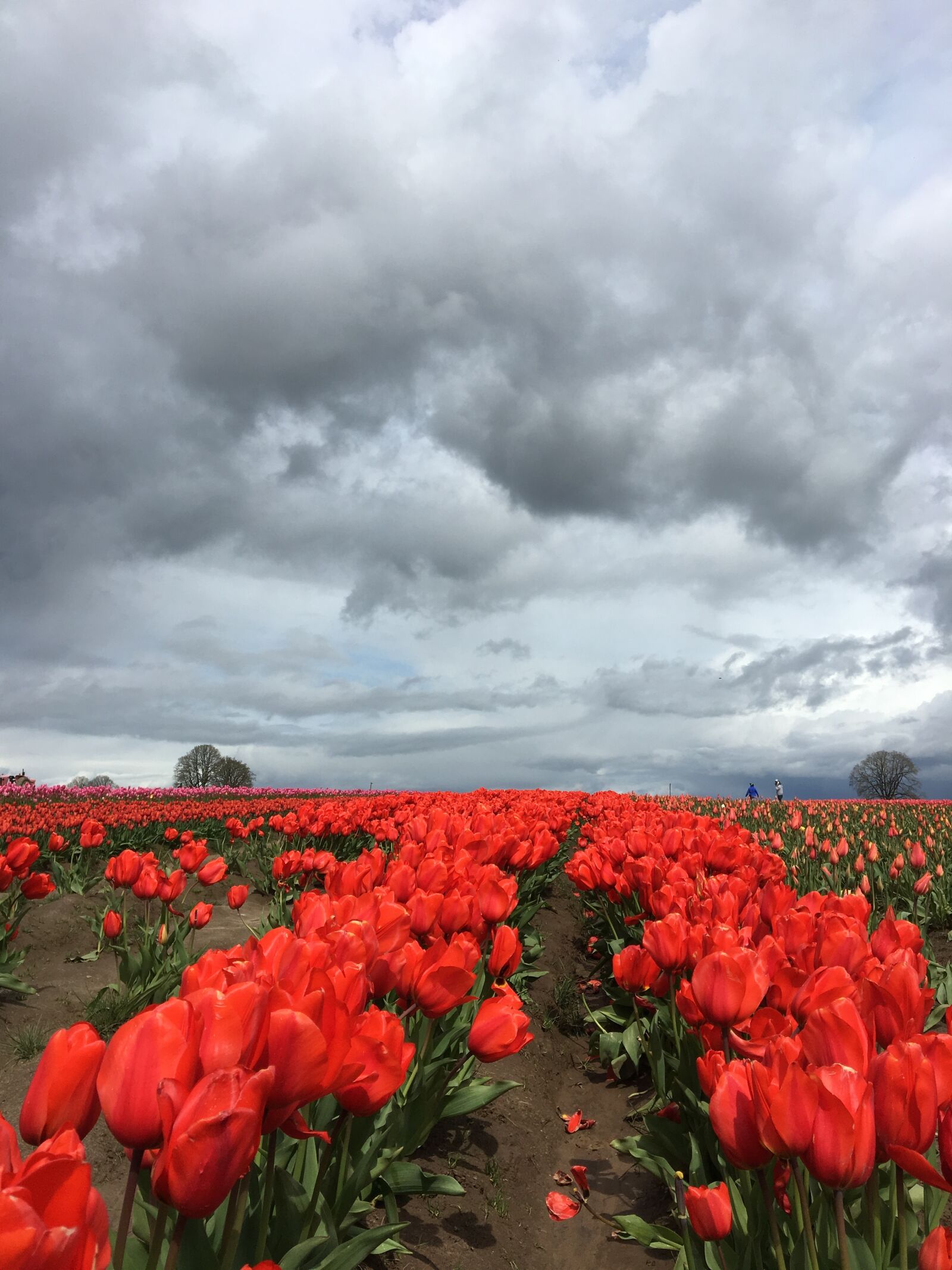 Apple iPhone 6s sample photo. Tulip, red, storm clouds photography