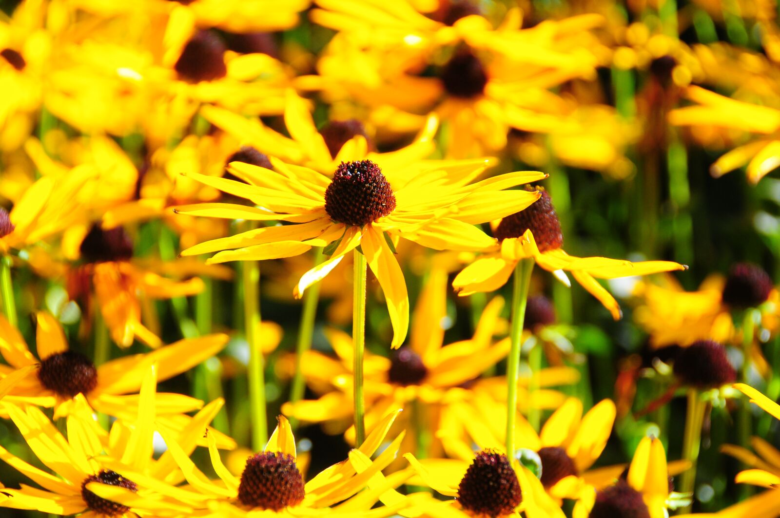 Nikon D300 sample photo. Flowers, yellow, seeds photography