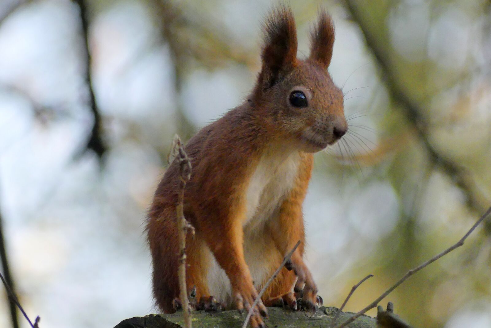 Panasonic Lumix DMC-FZ300 sample photo. Krak w, the squirrel photography