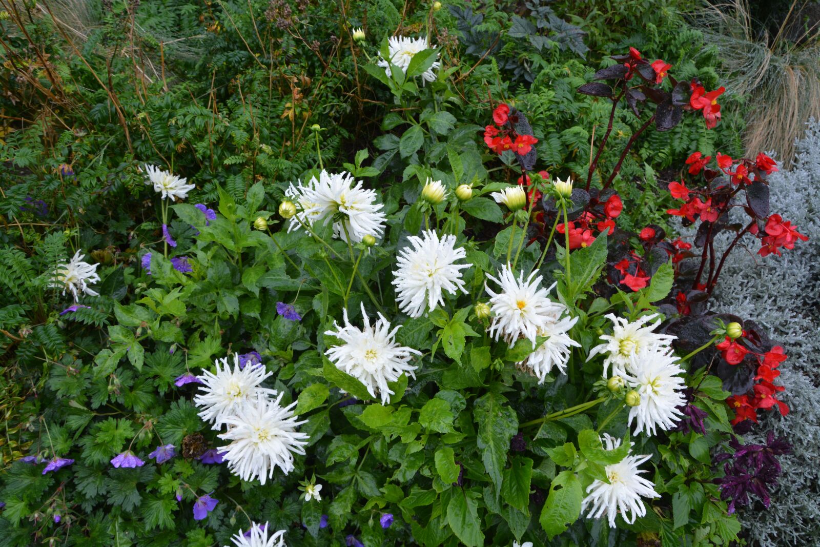 Nikon D5200 sample photo. Flowers, flowers solid, parterre photography