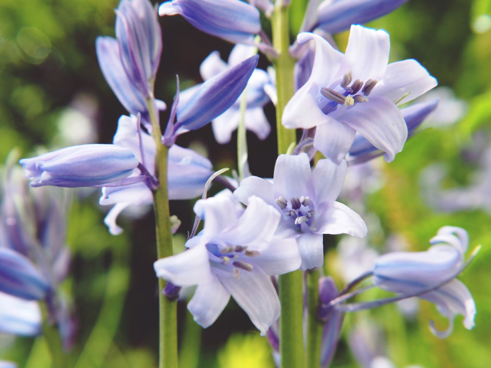 Olympus OM-D E-M10 sample photo. Flower, purple, spring photography