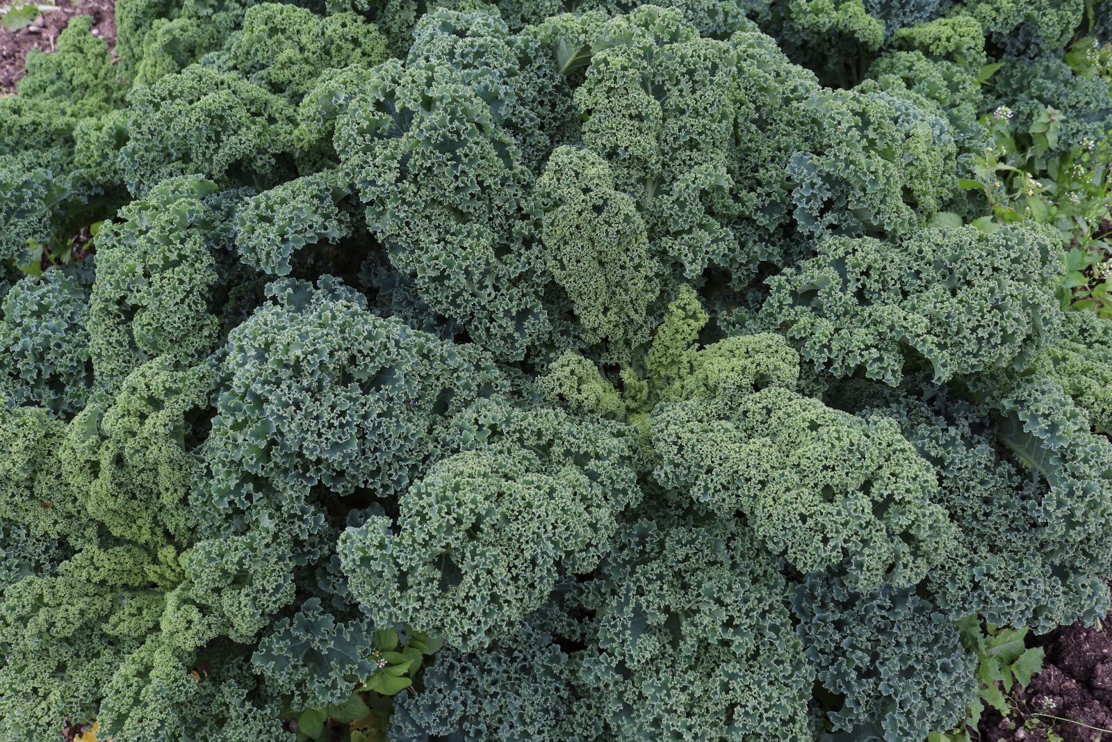 Canon EOS 200D (EOS Rebel SL2 / EOS Kiss X9) sample photo. Kohl, kale, vegetables photography